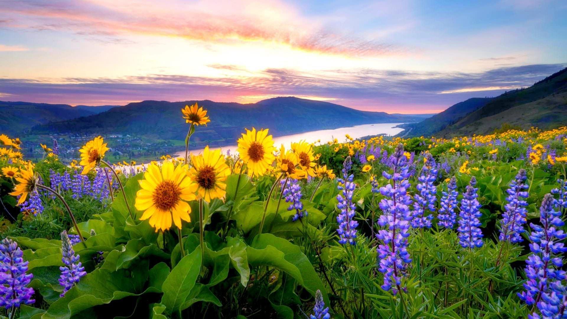 spring video editor for pc windows 10