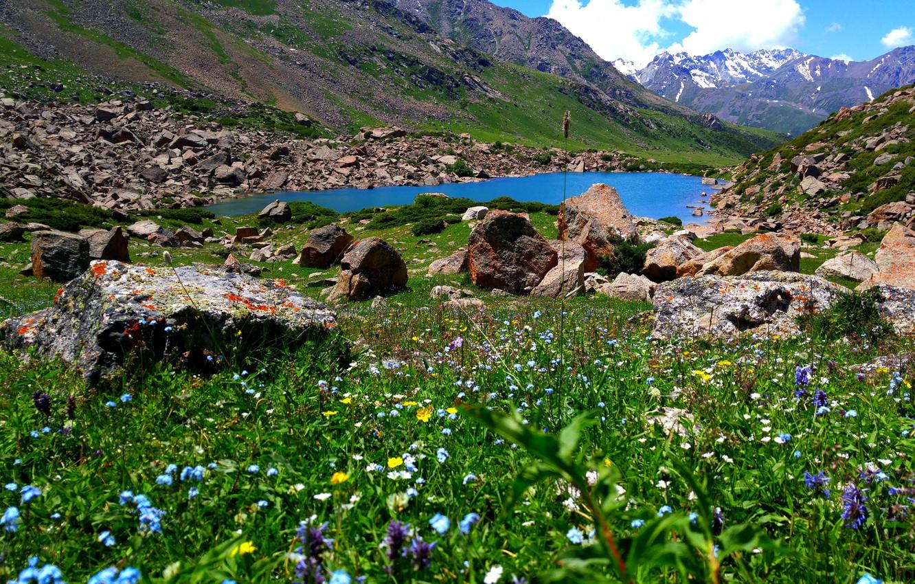 1332x850 Wallpaper grass, flowers, mountains, spring, mountain lake, the top of the mountains image for desktop, section пейзажи