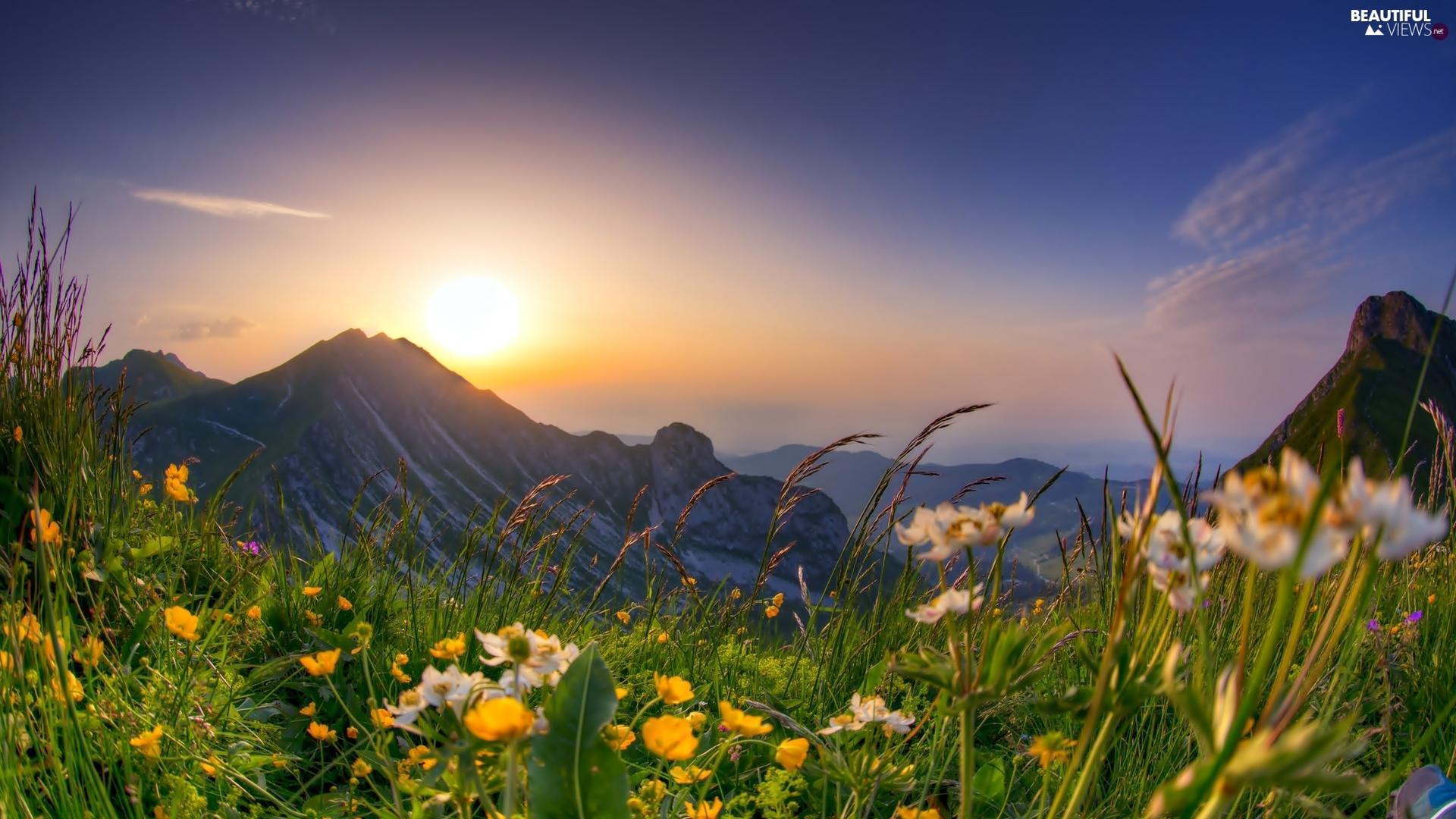 1920x1080 Spring Meadow Wallpaper