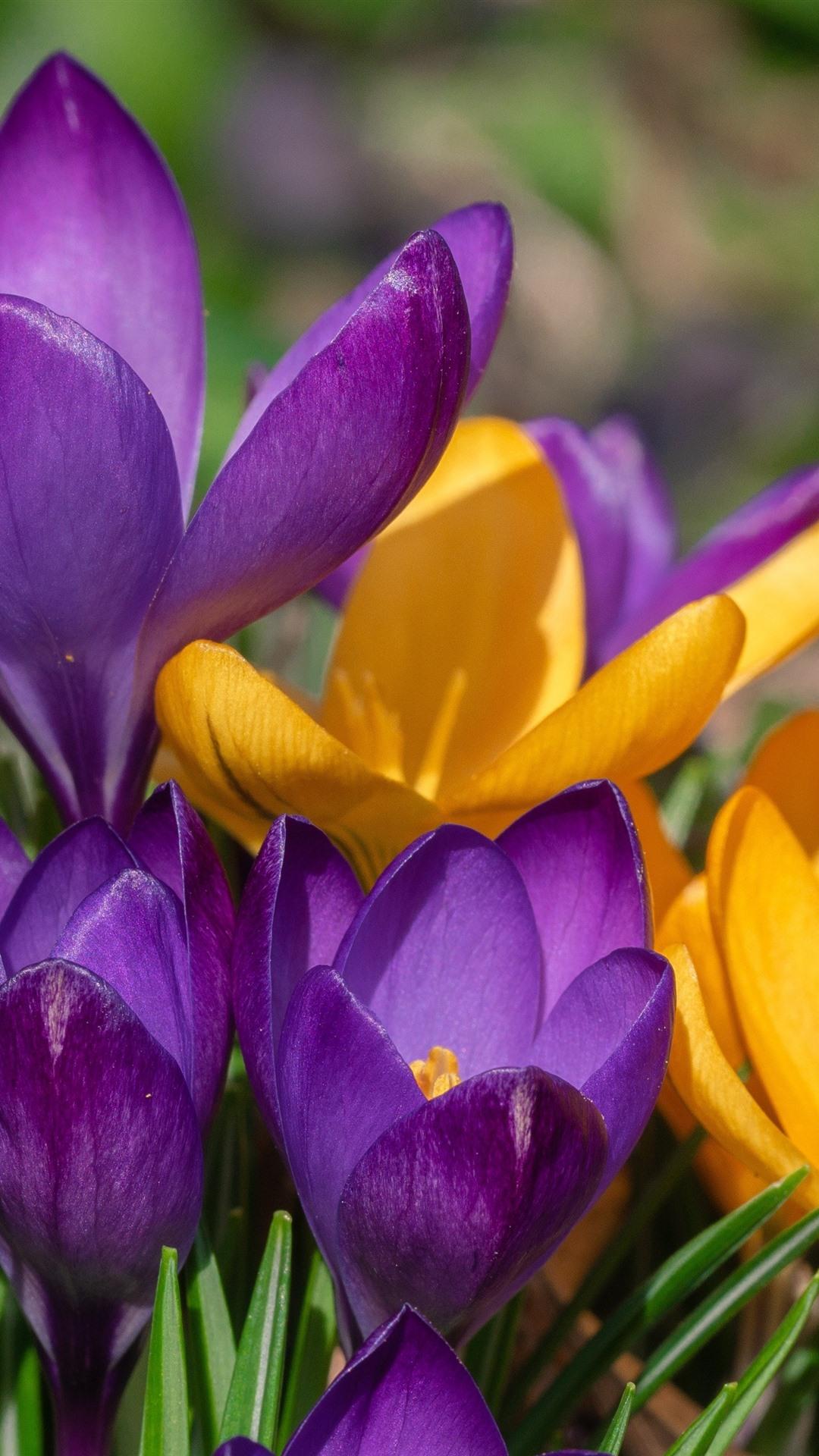 1080x1920 Yellow And Purple Crocus, Spring Flowers 1125x2436 IPhone 11 Pro XS X Wallpaper, Background, Picture, Image