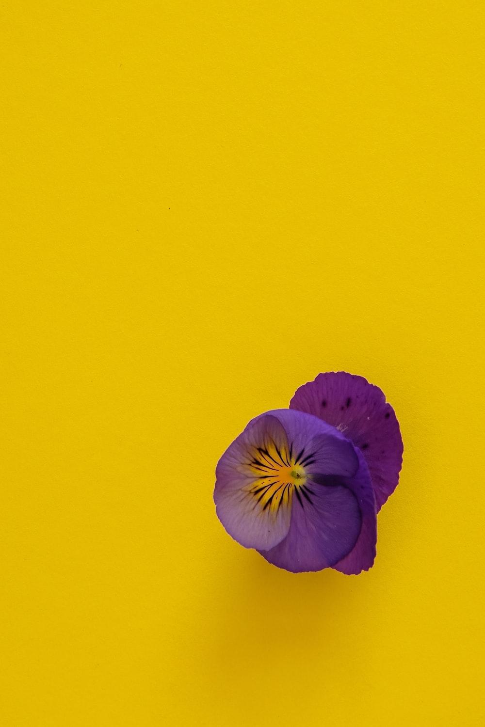 1000x1500 purple flower on yellow background photo