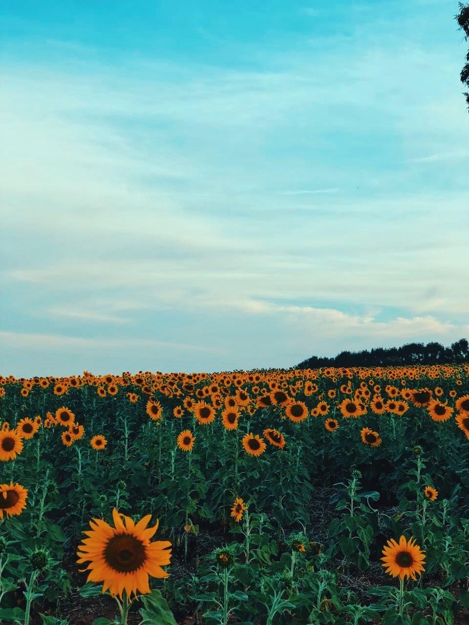 960x1280 Còn tg ngoài kia. Sunflower wallpaper, Beach sunset painting, Nature photography