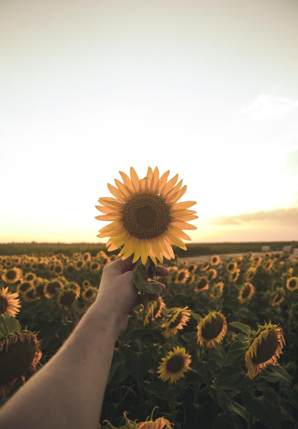 1000x1440 Single Sunflower Picture. Download Free Image