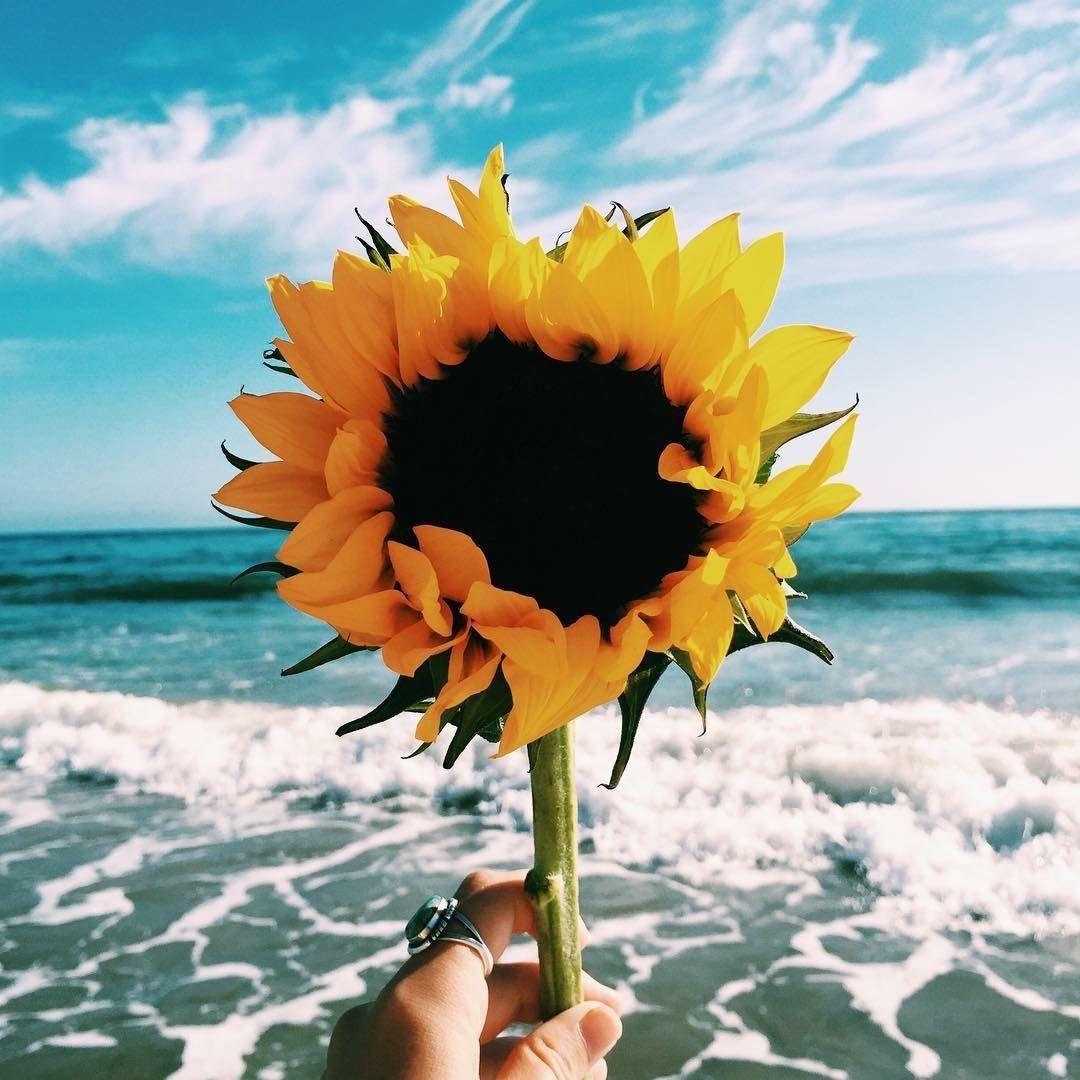 Sunflower Beach Wallpapers Top Free Sunflower Beach Backgrounds