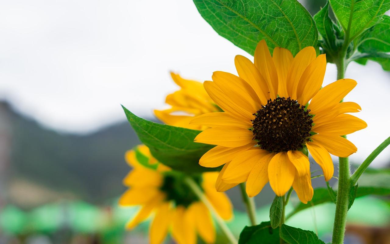 Sunflower Beach Wallpapers Top Free Sunflower Beach Backgrounds