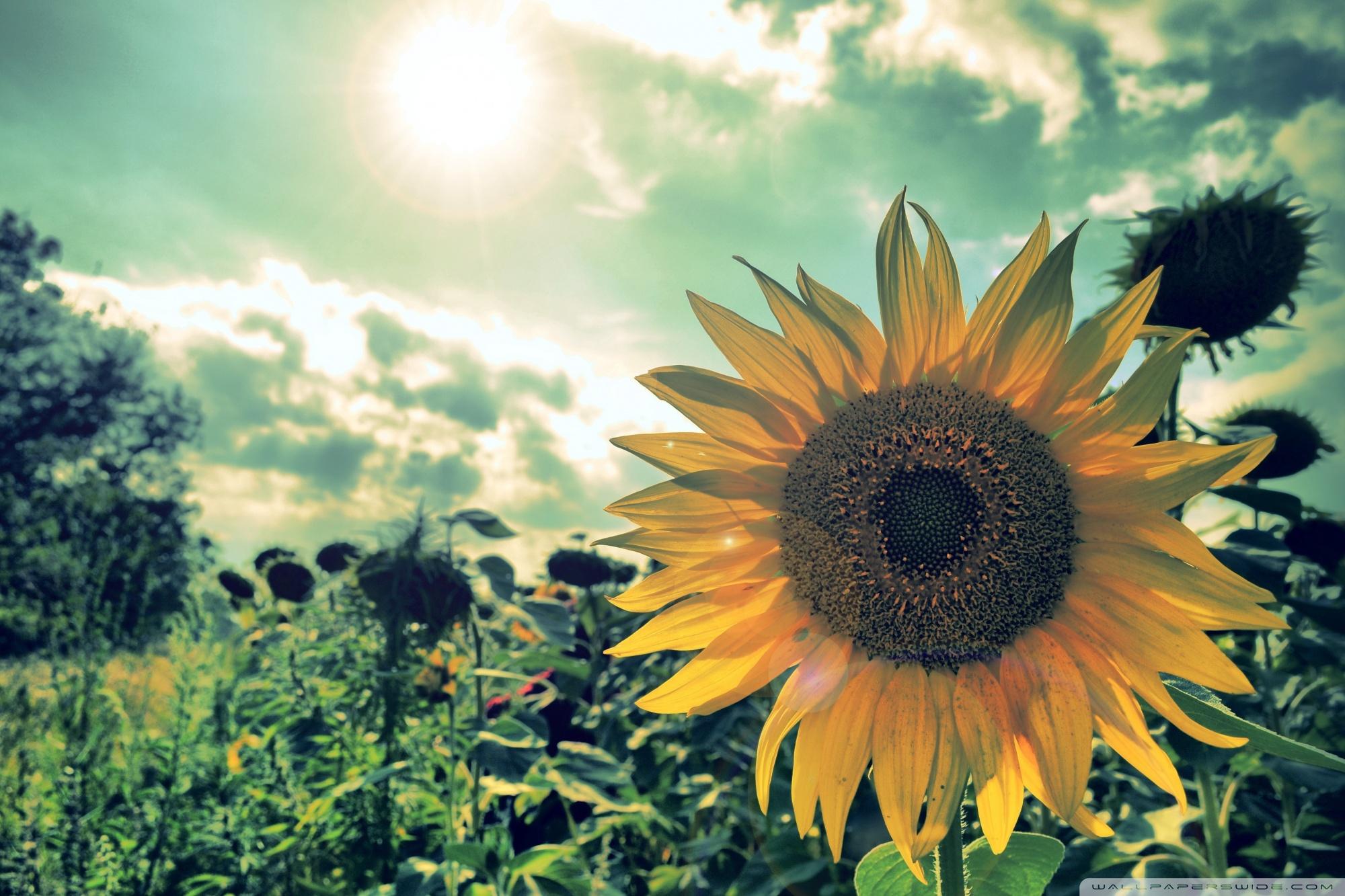 2000x1333 Sunflower Field Ultra HD Desktop Background Wallpaper for 4K UHD TV : Widescreen & UltraWide Desktop & Laptop