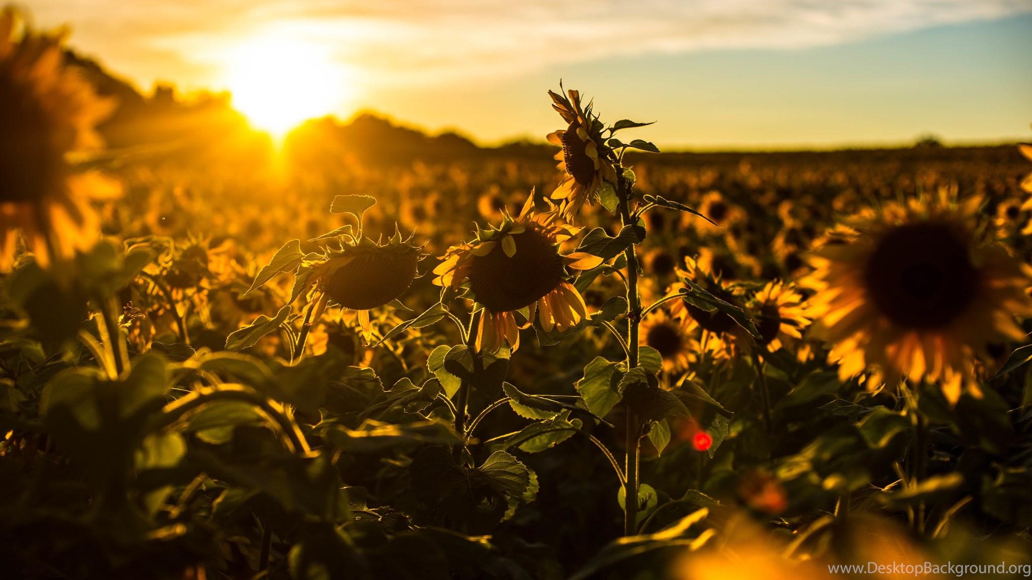 2048x1152 Sunflower Desktop Background Wallpaper : Nature Wallpaper Semrawut Desktop Background
