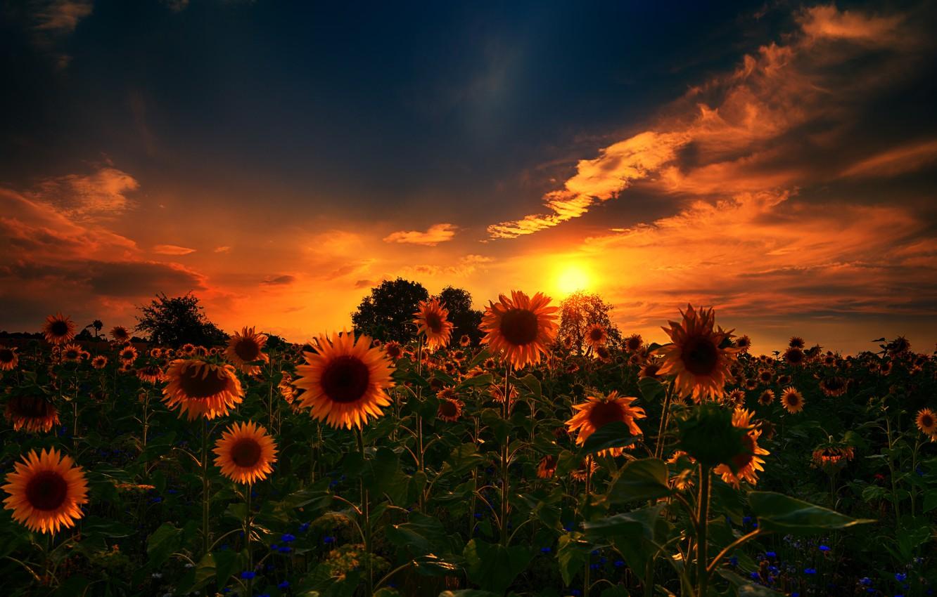 1332x850 Wallpaper nature, sunset, sunflowers image for desktop, section природа