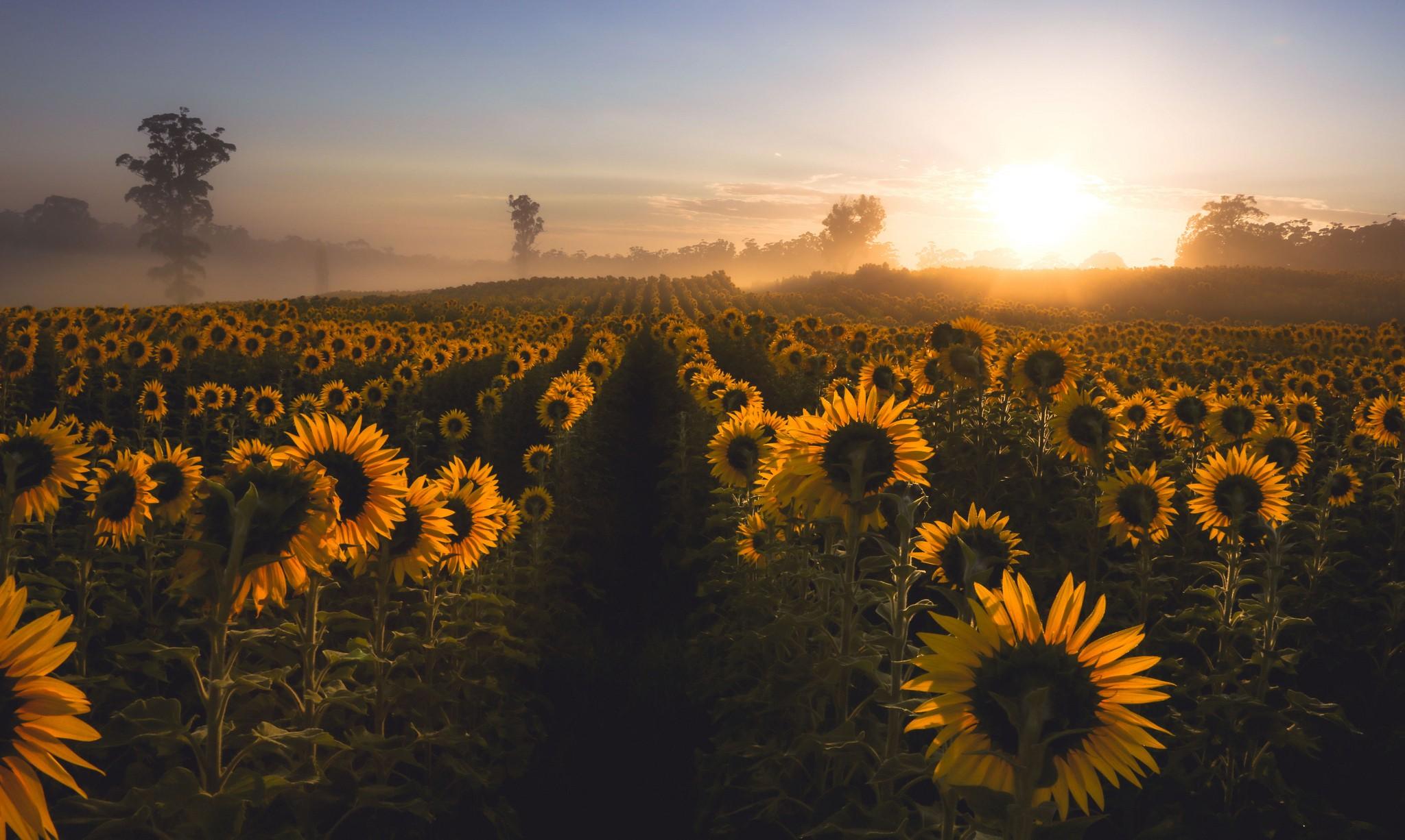2048x1226 #sunflowers, #nature, #field, #mist, #flowers wallpaper. Mocah HD Wallpaper