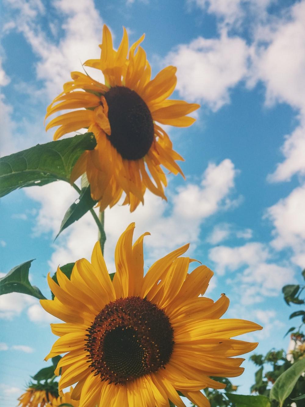 1000x1333 Beautiful Day Picture. Download Free Image