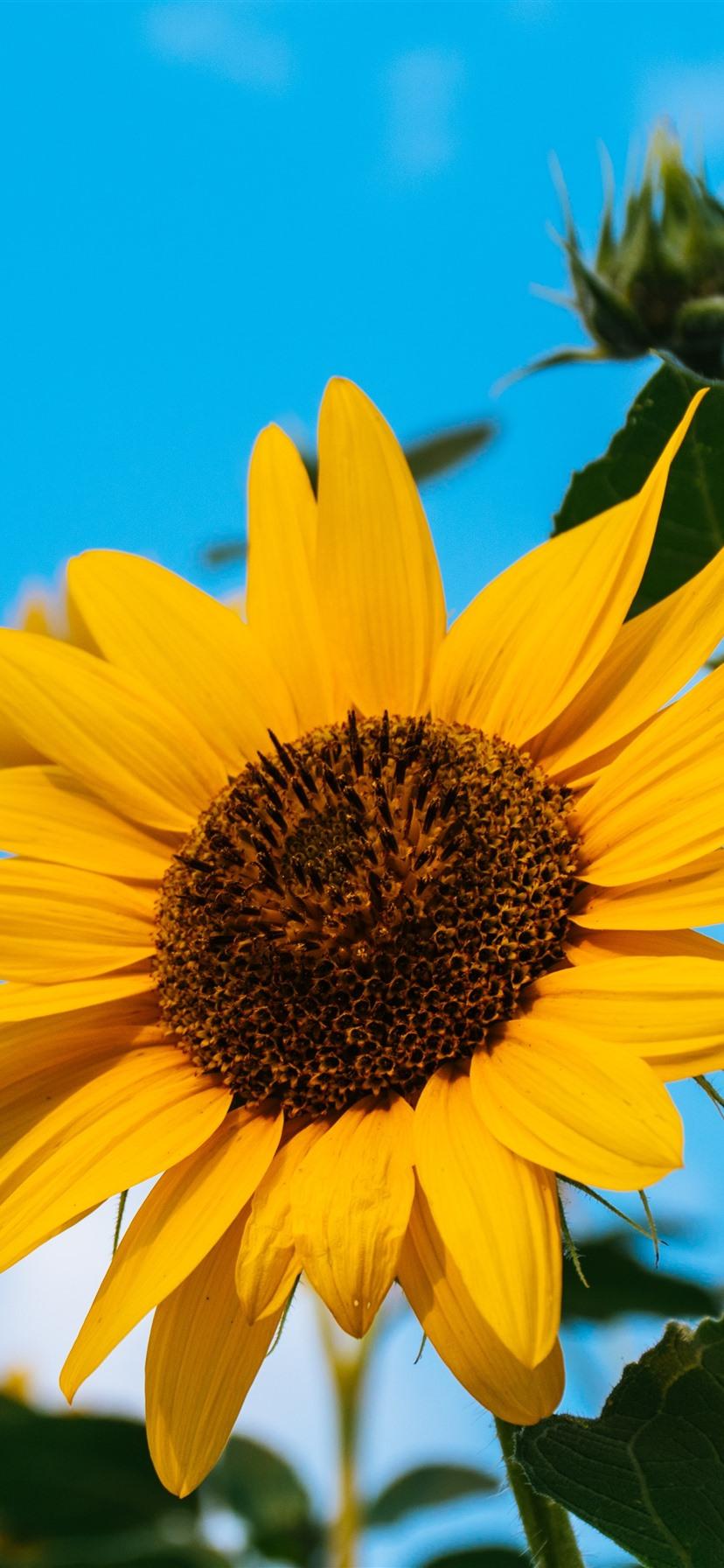 828x1792 Sunflowers, Yellow Petals, Blue Sky, Summer 1242x2688 IPhone 11 Pro XS Max Wallpaper, Background, Picture, Image