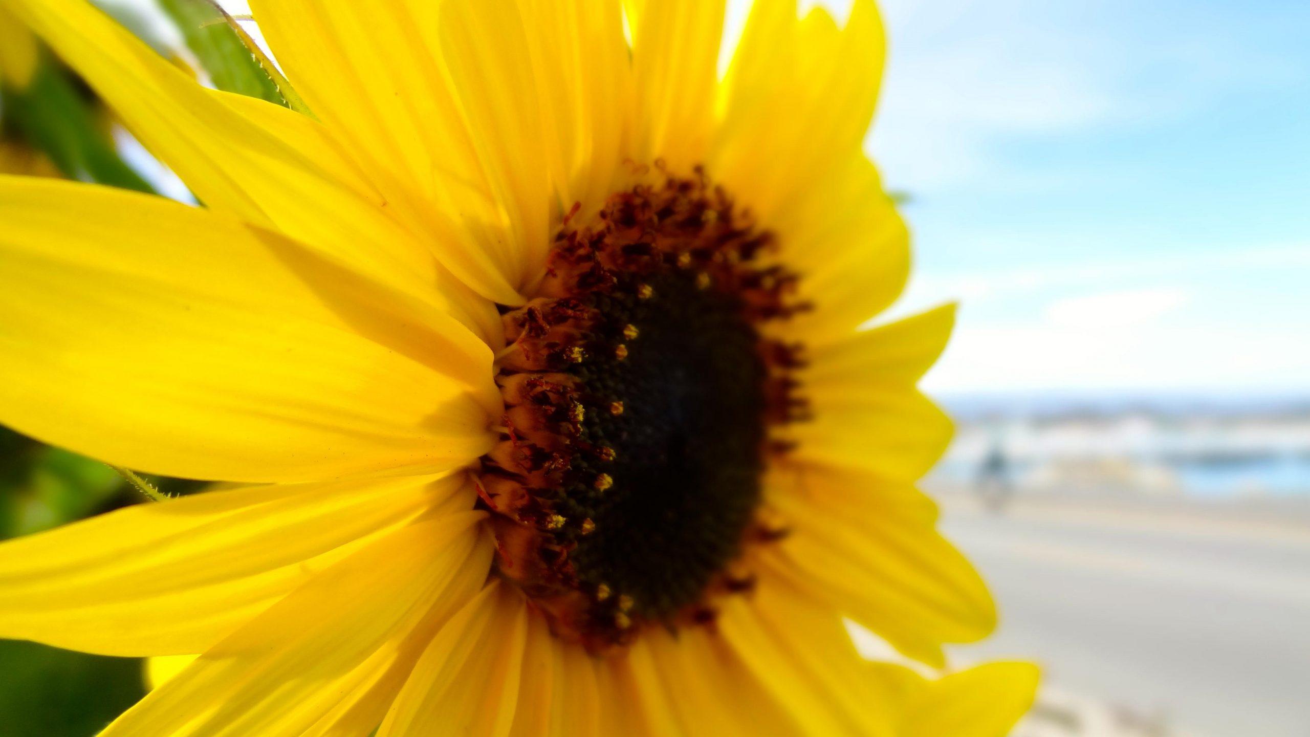 2560x1440 Santa Cruz: Beach Town & Sunflowers