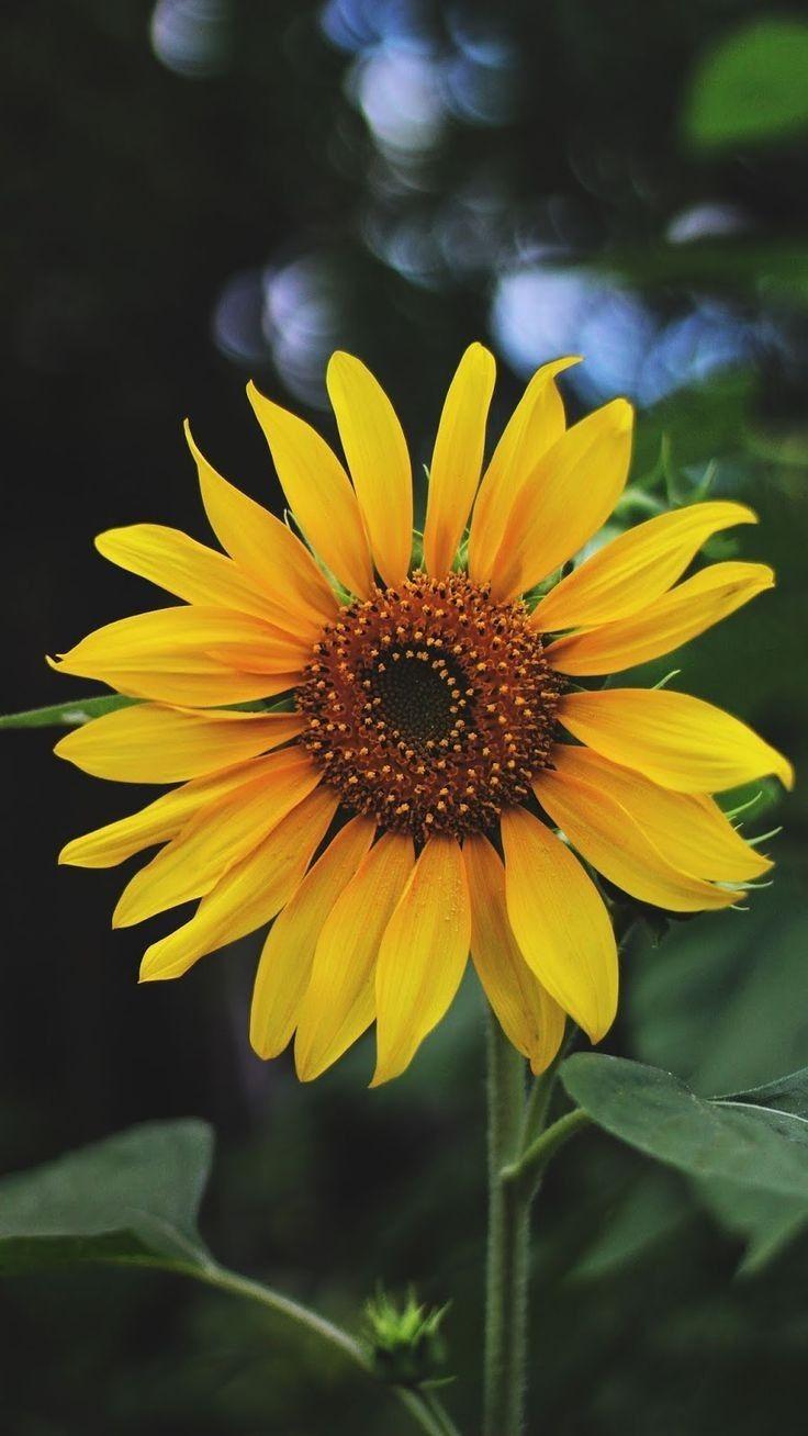 736x1308 Tan sencillas pero bonitas girasoles. Sunflower picture, Sunflower iphone wallpaper, Dandelion wallpaper