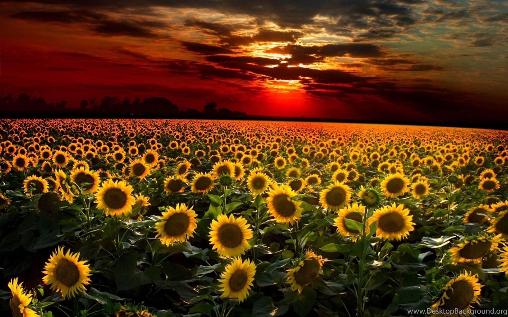 1920x1200 Sunflower Field Wallpaper Full HD Desktop Background