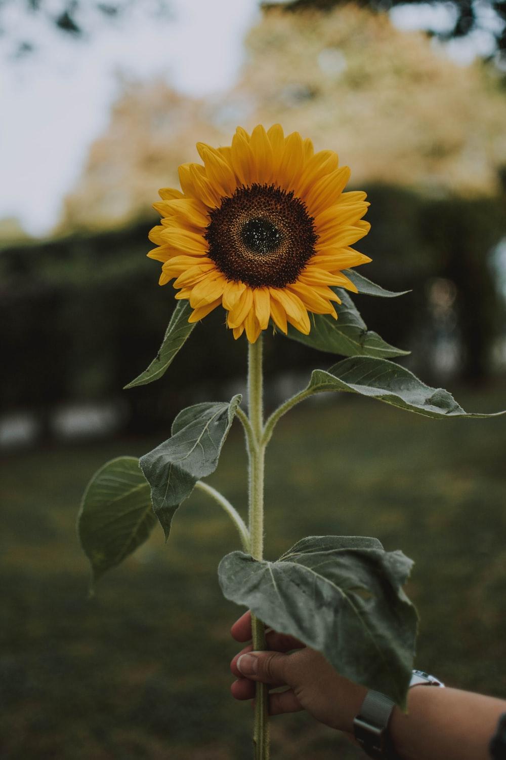 1000x1500 Single Sunflower Picture. Download Free Image