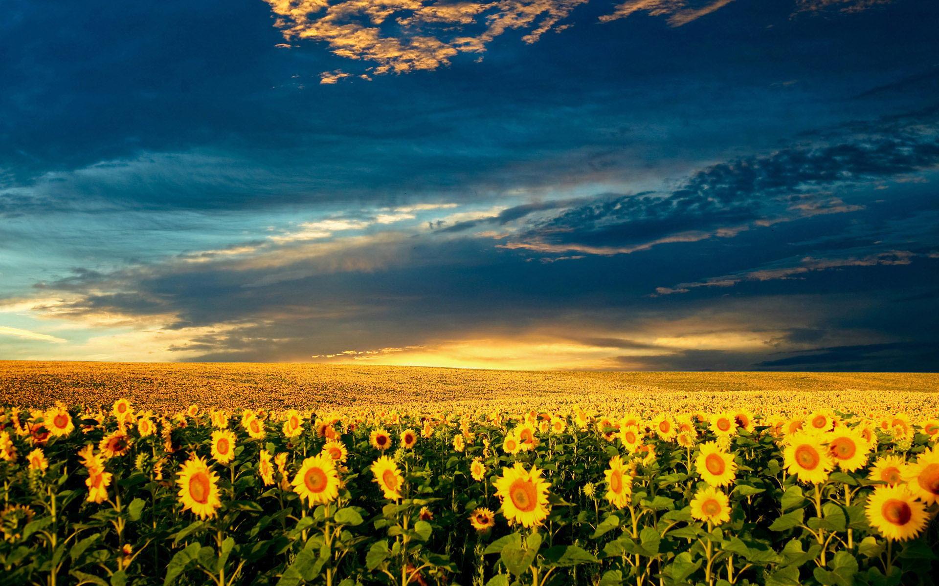 1920x1200 Nature field sky road ocean beach sand grass search results. EskiPaper.com Cool Wallpaper