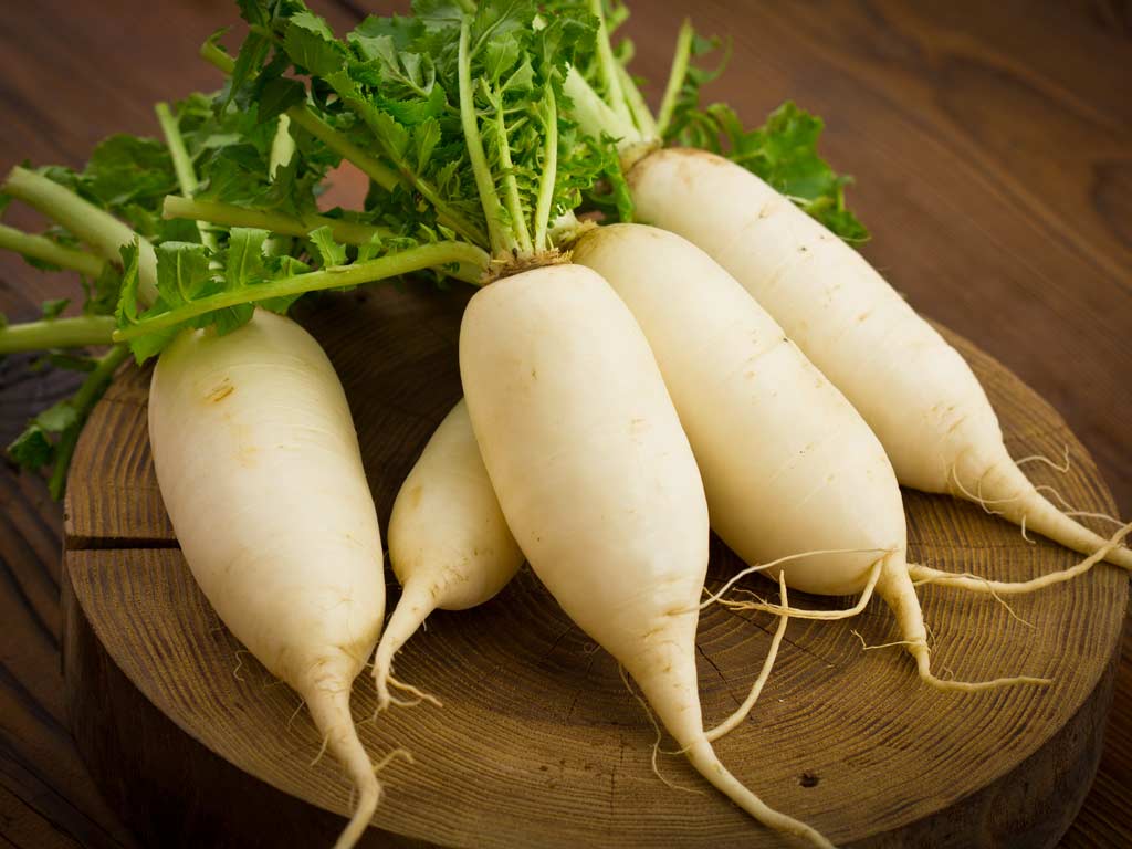 1024x768 Radish Wallpaper