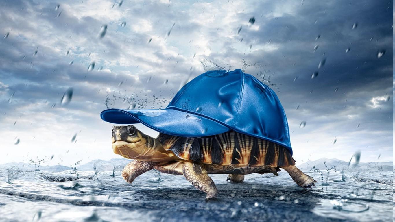 1366x768 This turtle big brain.: turtle