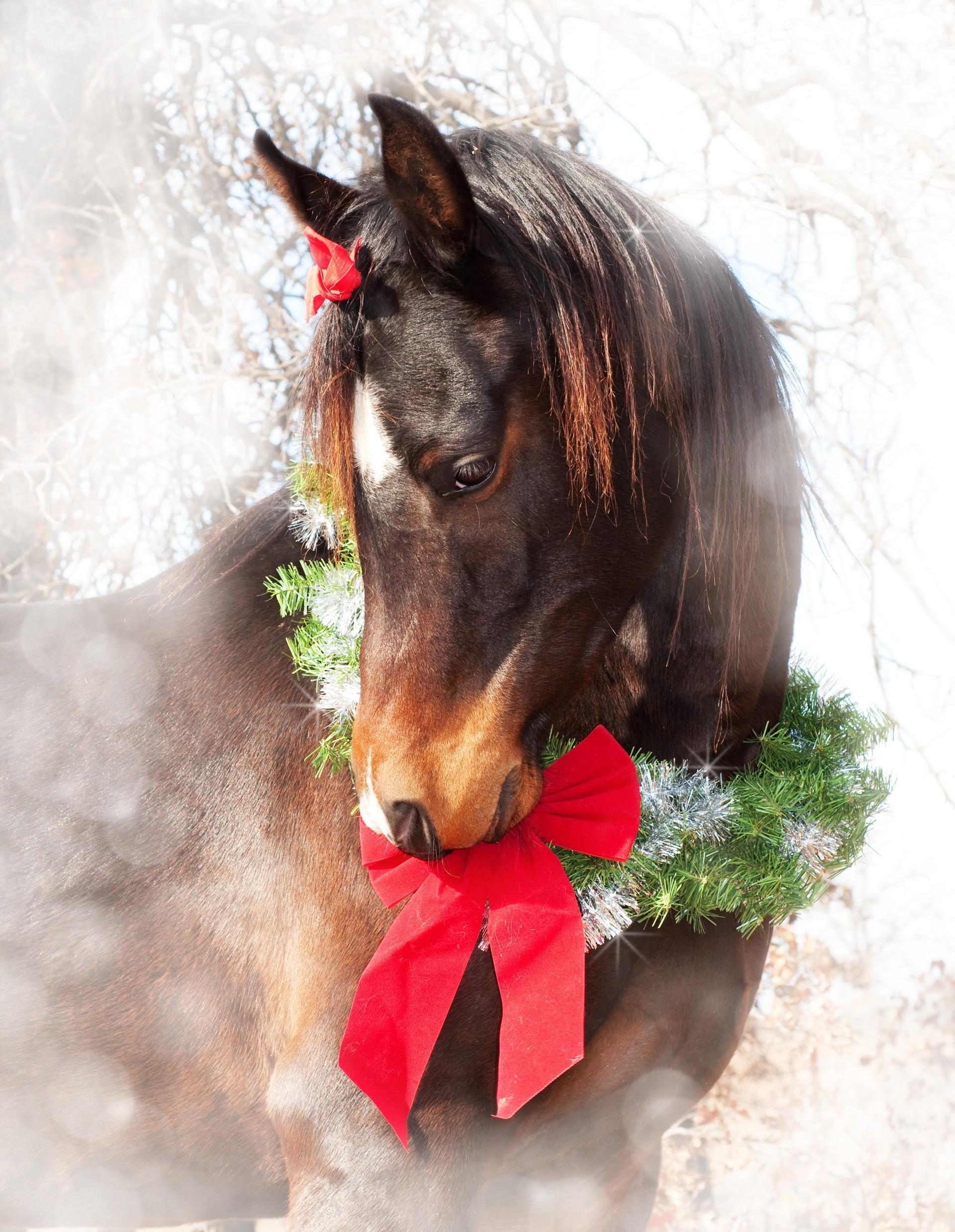 1920x2478 Christmas Horse Wallpaper