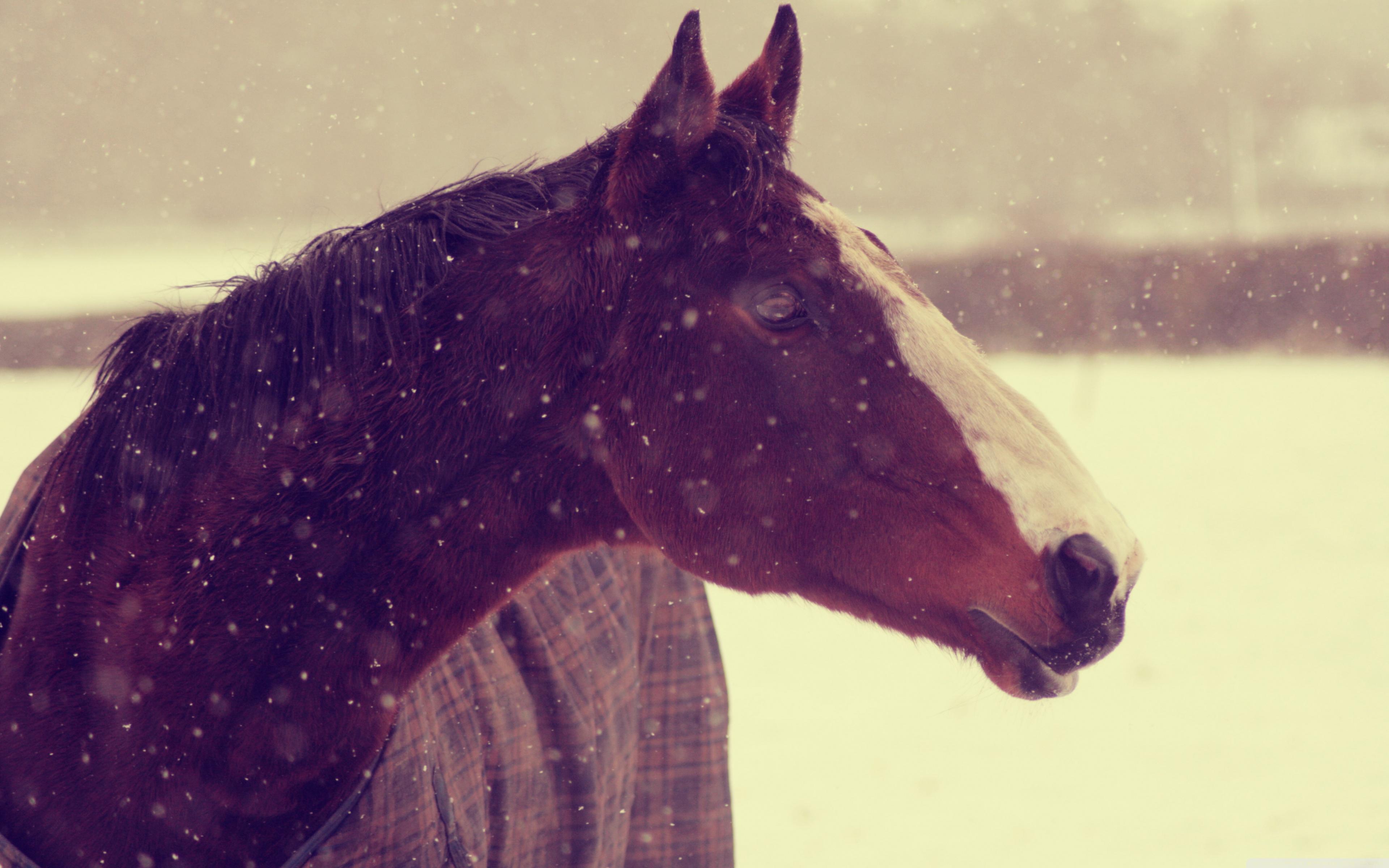 3840x2400 Horse In Winter Ultra HD Desktop Background Wallpaper for 4K UHD TV : Tablet