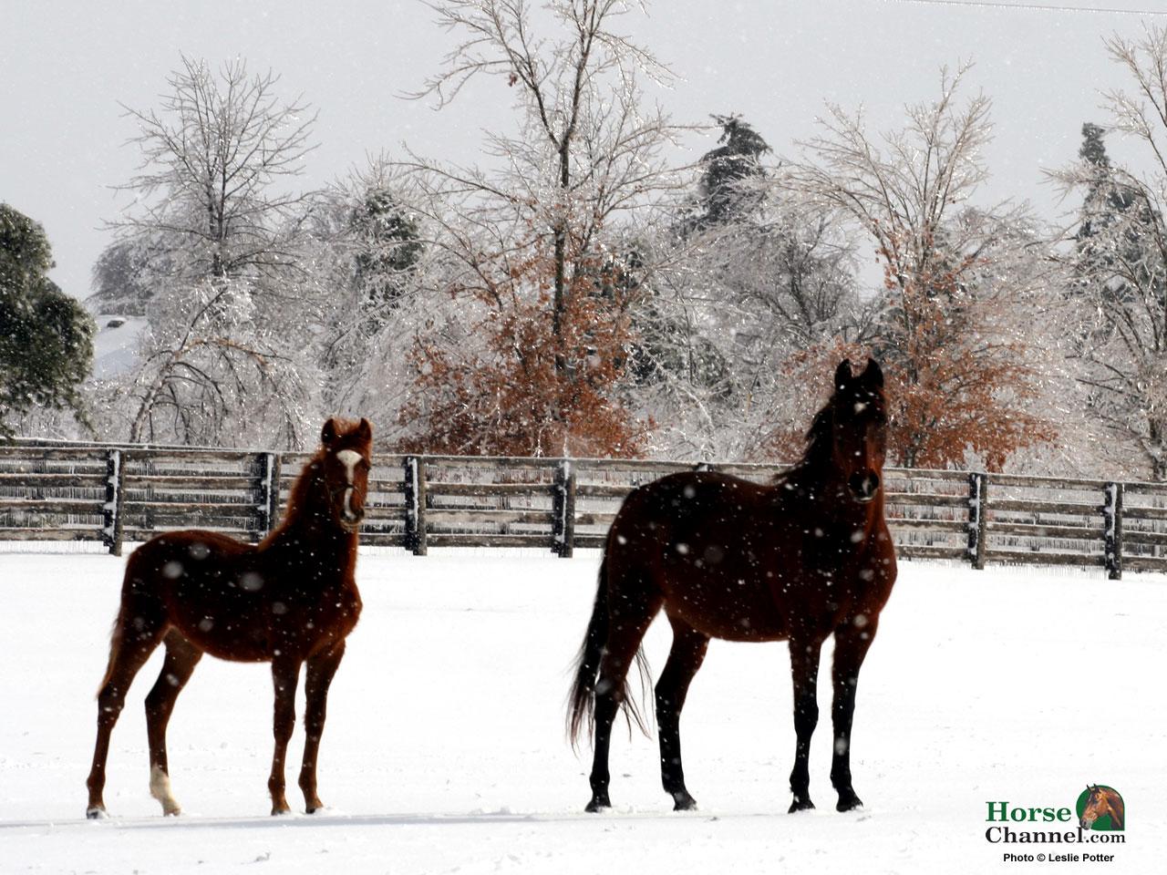 1280x960 Winter Wallpaper Horses HD Wallpaper