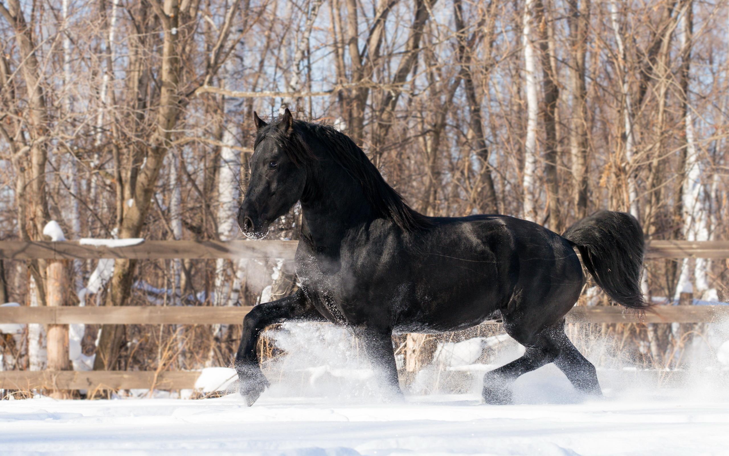 2560x1600 Free download Winter snow horse wallpaper 2560x1600 219417 WallpaperUP [2560x1600] for your Desktop, Mobile & Tablet. Explore Christmas Horse Wallpaper Free. Free 3D Christmas Wallpaper, Free Animated Christmas Wallpaper