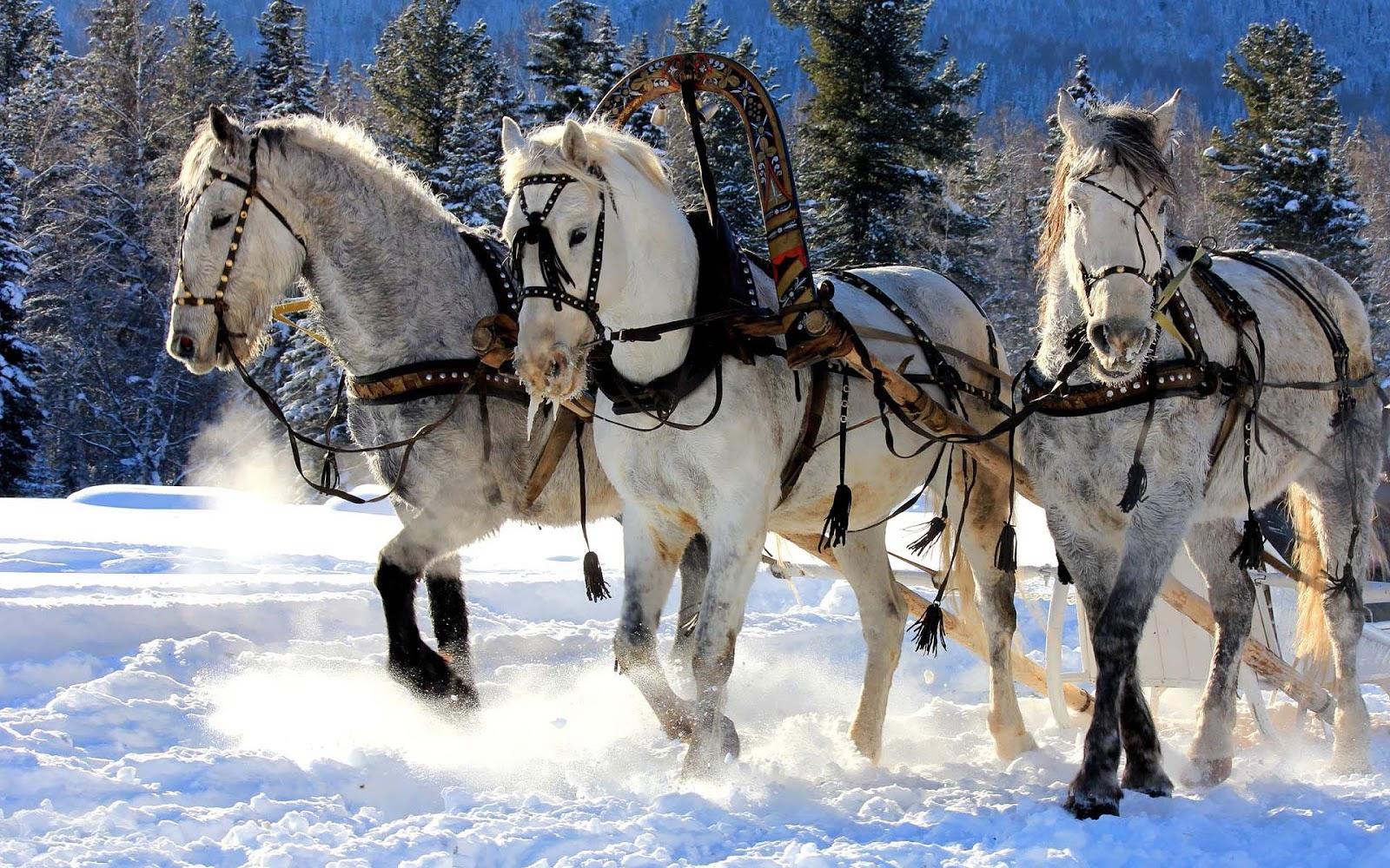 1600x1000 Horses In The Snow Wallpaper