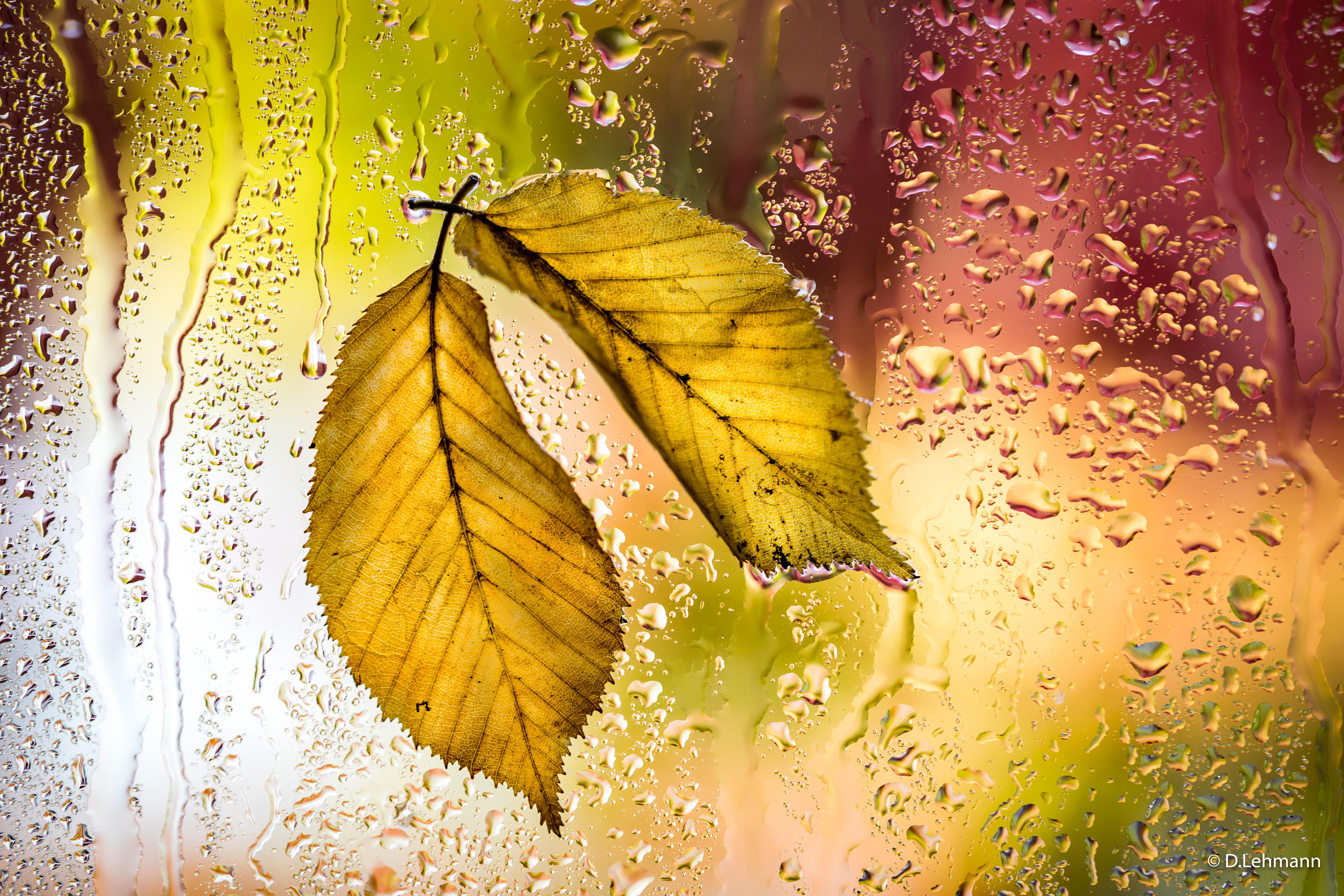 6720x4480 Autumn leaves on rainy window Wallpaper