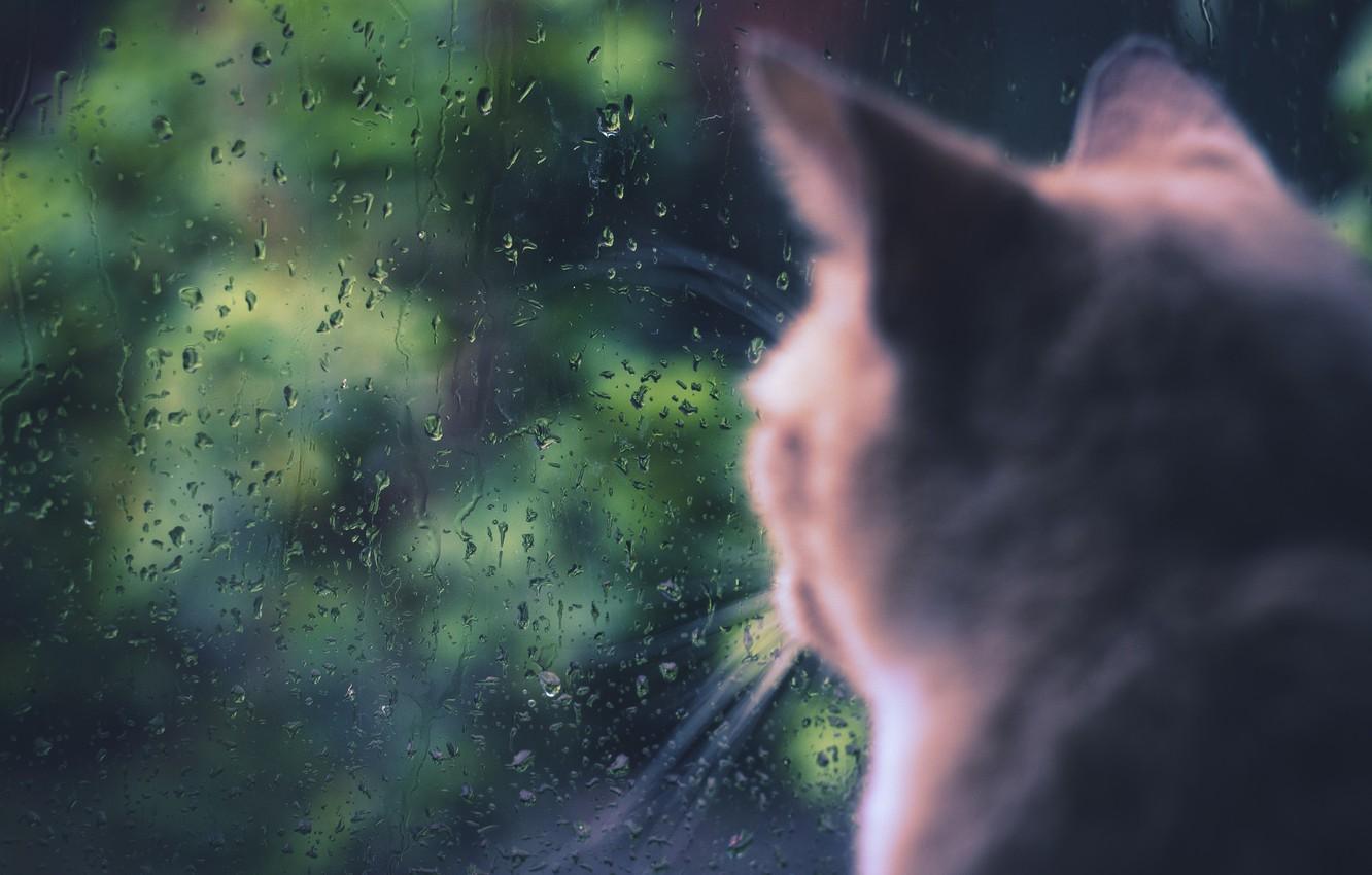 1332x850 Wallpaper cat, cat, rain, window, sitting image for desktop, section кошки