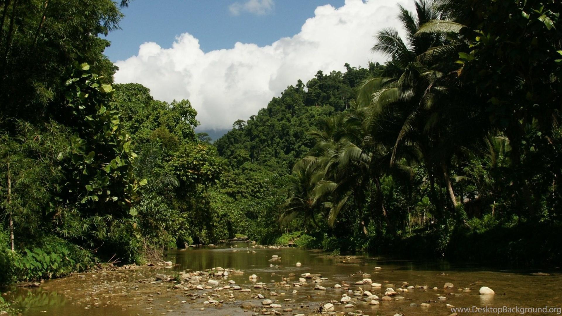 1920x1080 Dual Monitor Background: Tropical Nature, River, Jungle Vegetation Desktop Background