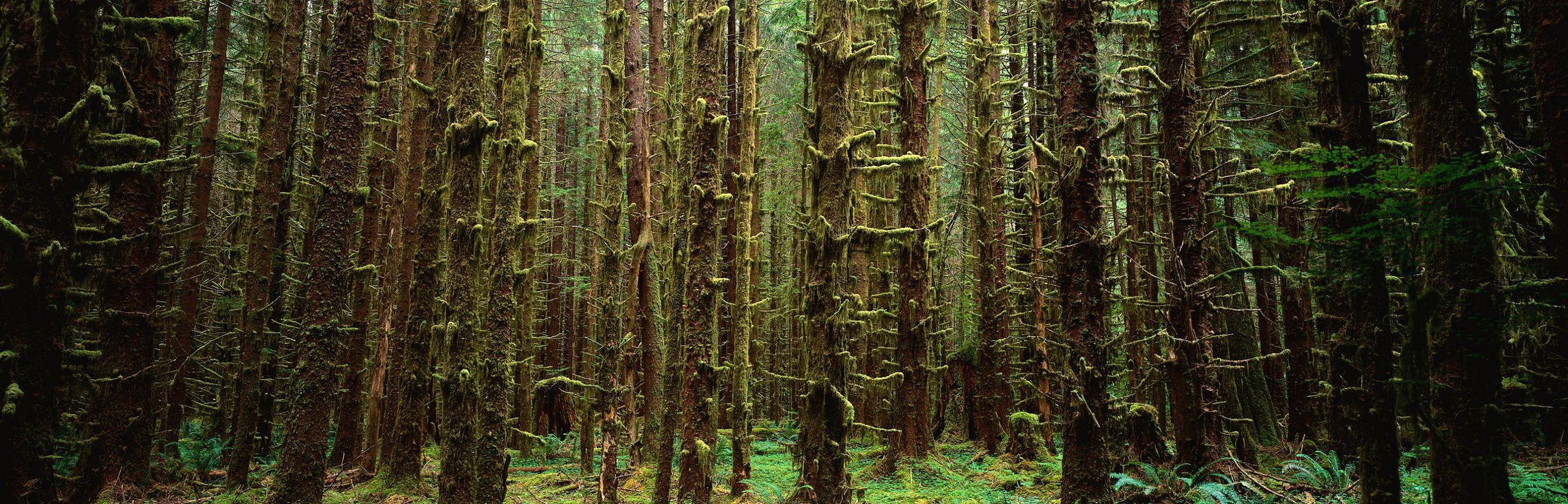 2800x900 Nature Tree Trunk Dual Monitors Wallpaper:2800x900