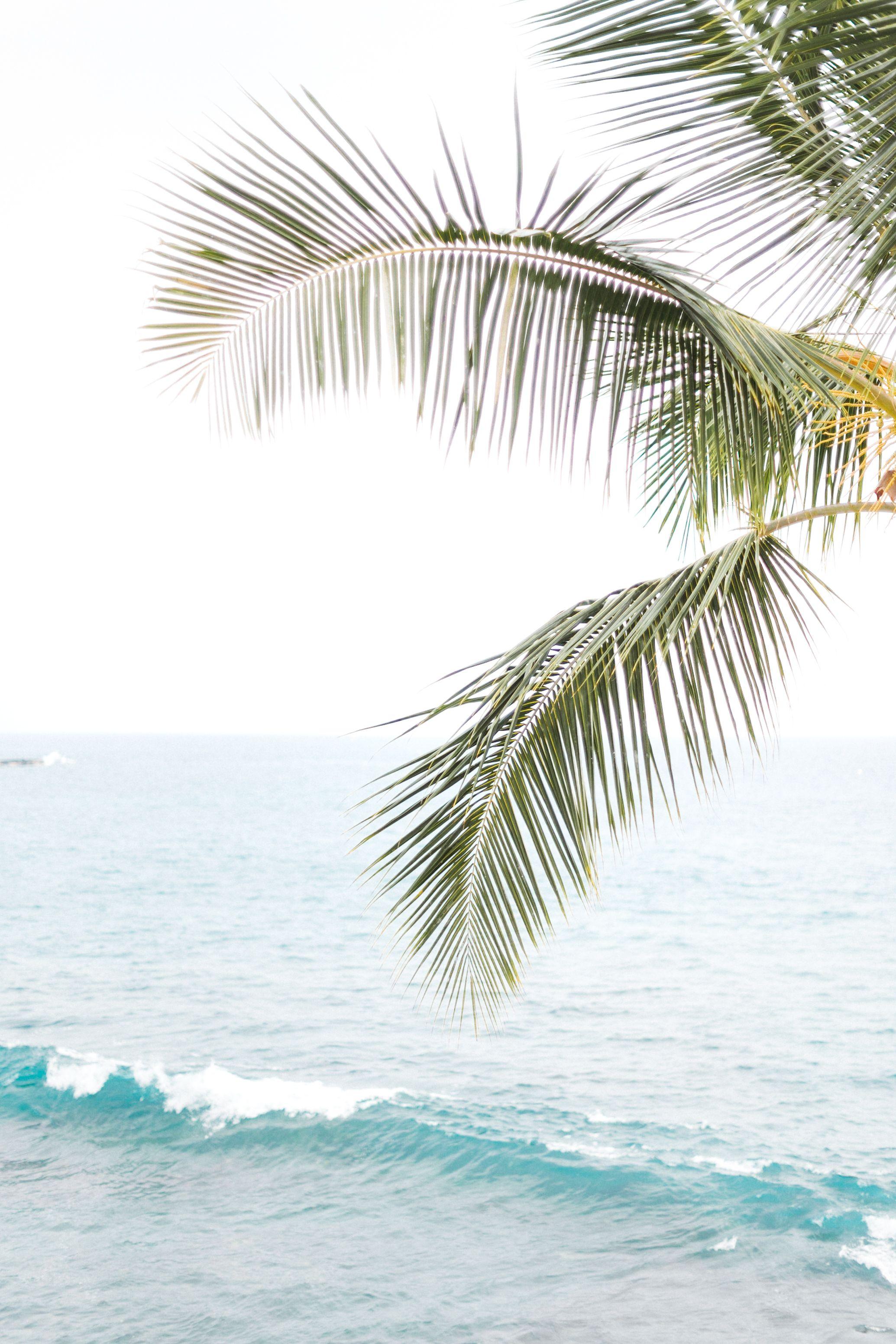 2069x3100 Big Island Photography, Families, Adventurers Wilde Sparrow Photography