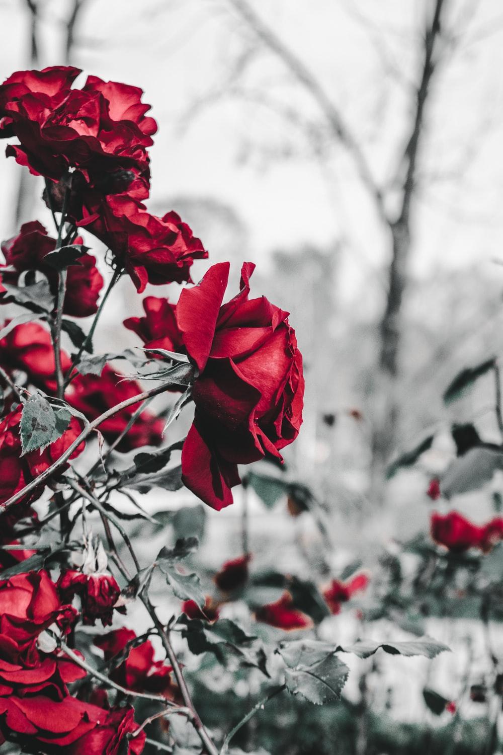 1000x1500 Red Flower Picture. Download Free Image