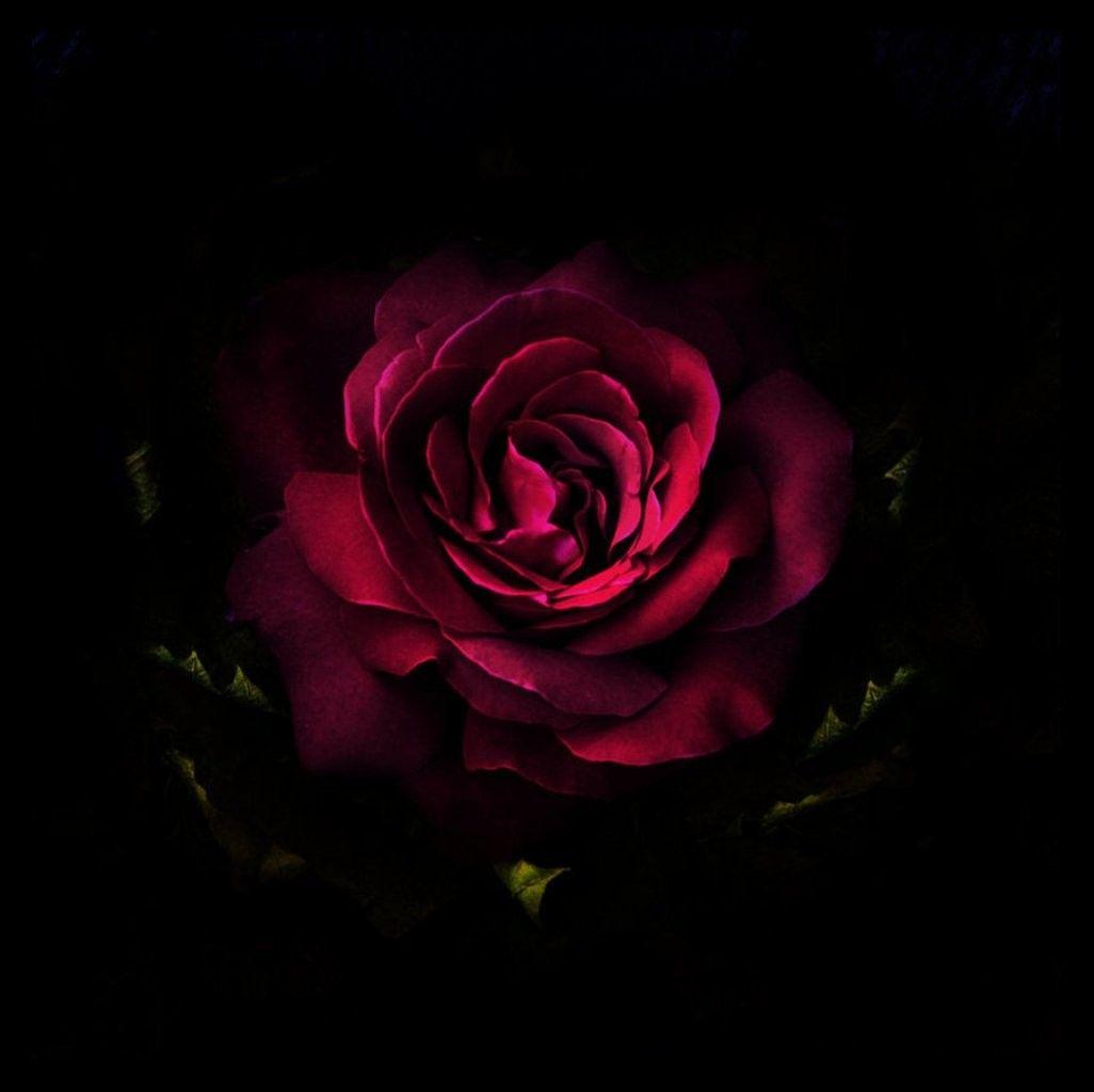 1026x1024 Rose Photography Red Flower Koyote Desktop Themes. iPhone 6 flower wallpaper, Flower wallpaper, Red roses