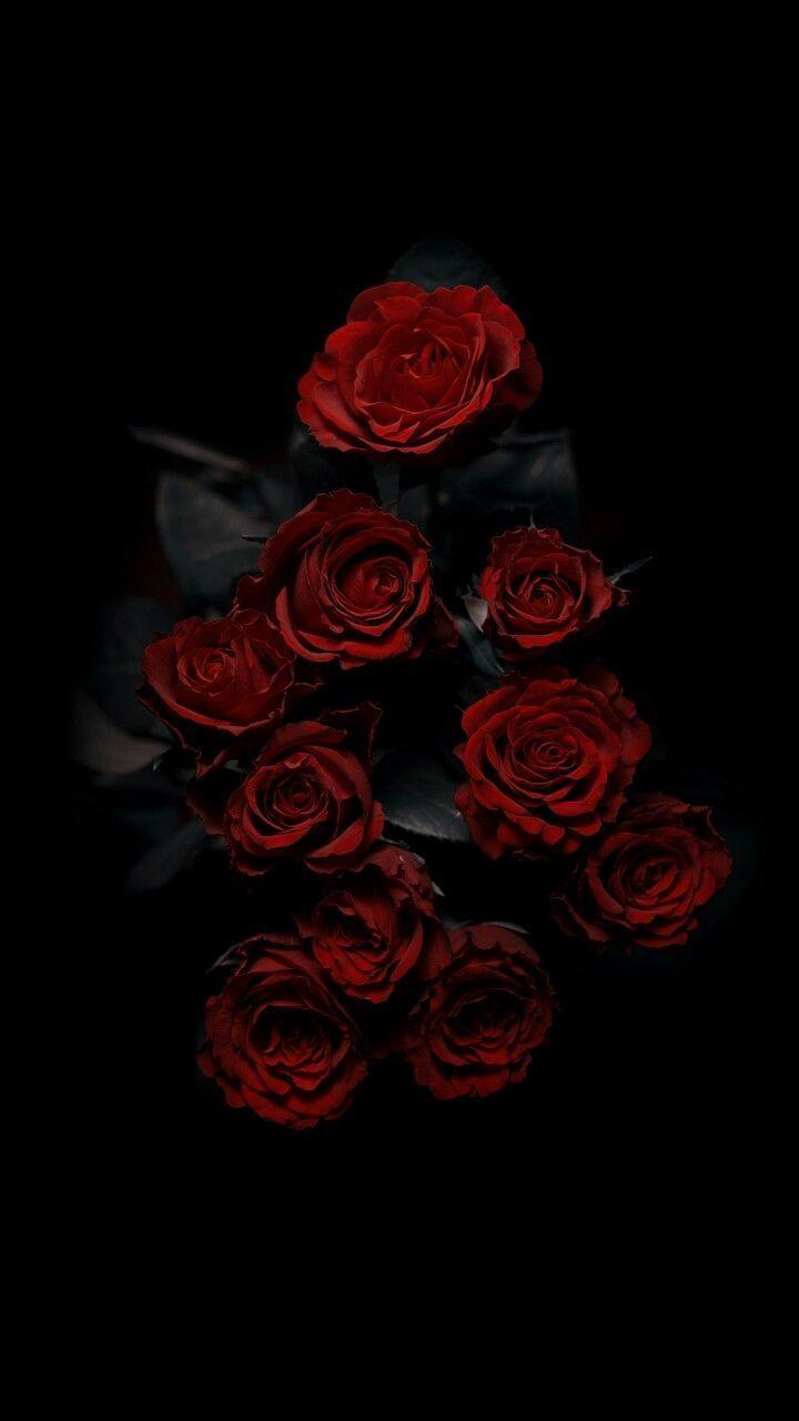 720x1280 iPhone Wallpaper Akkaya, Wallpaper #wallpaper #iphonewallpaper #android #wallpaper #ip. Red roses wallpaper, Wallpaper iphone roses, Flower phone wallpaper