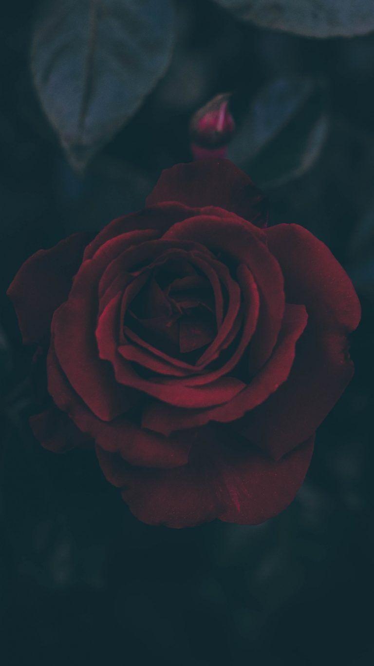 768x1365 Fondo de pantalla de Rose Bud Dark Leaves - [1440x2560]. Dark phone wallpaper, Dark background wallpaper, Wallpaper tumblr lockscreen