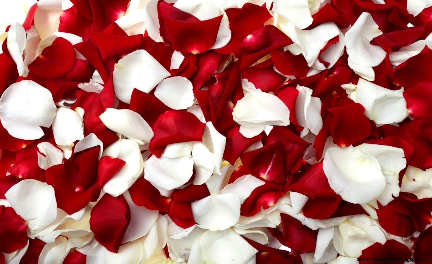 1472x900 Red and White Roses Wallpaper