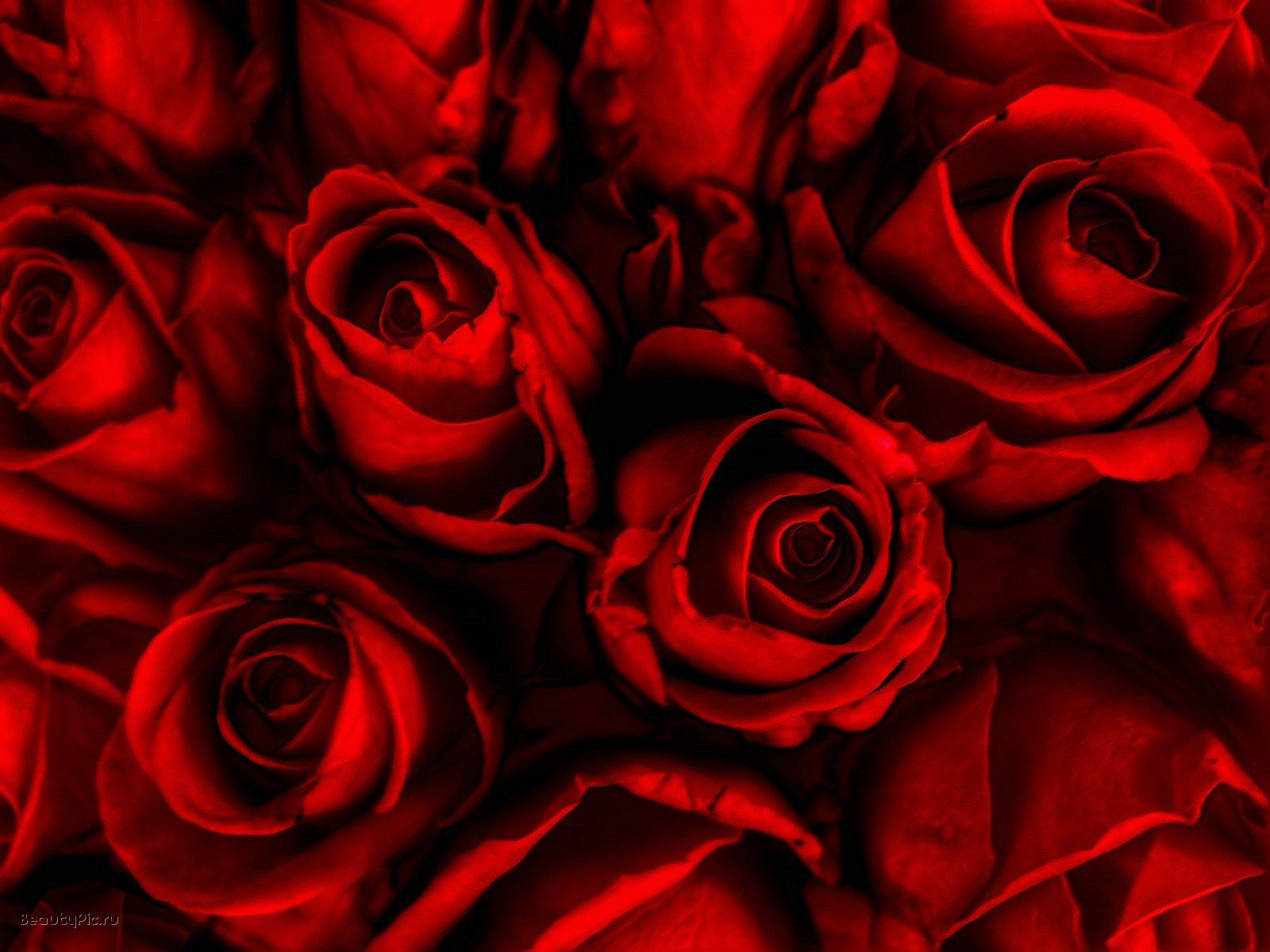 1600x1200 Red Rose For HD Background for Powerpoint Templates