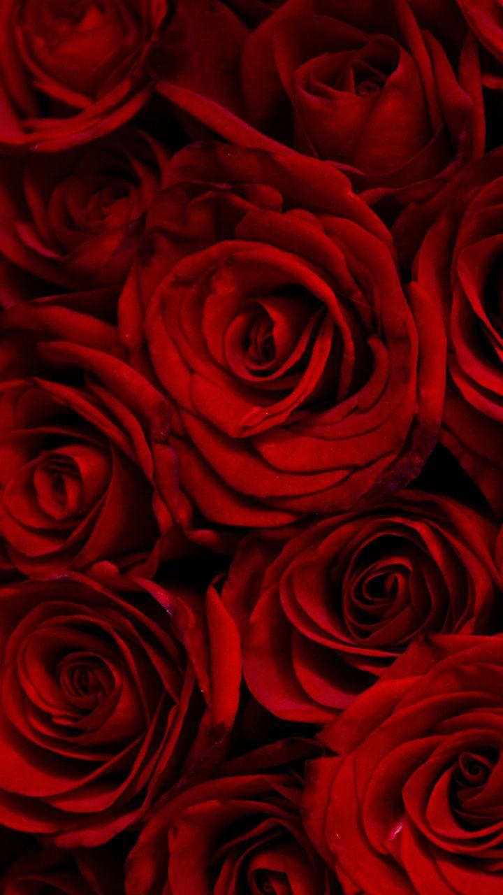 720x1280 Dark, red roses, decorative, 720x1280 wallpaper. Red roses wallpaper, Red wallpaper, Red and black wallpaper