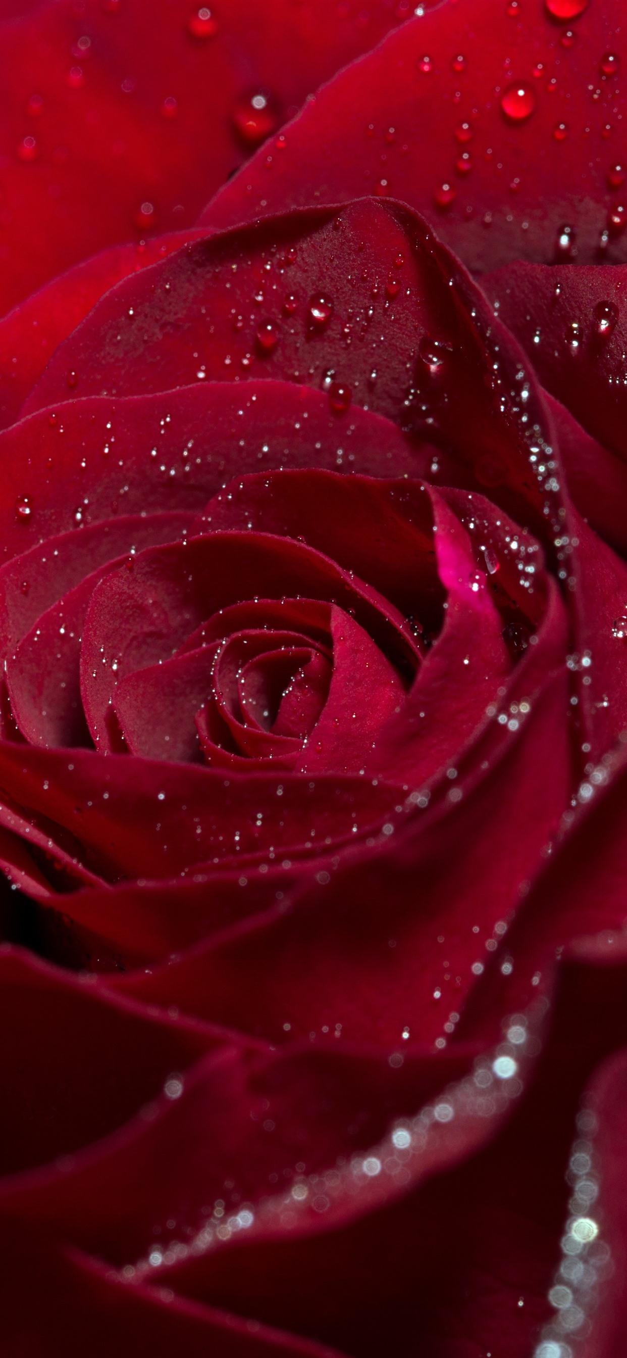 1242x2688 Red Rose, Flower, Petals, Water Droplets 1242x2688 IPhone 11 Pro XS Max Wallpaper, Background, Picture, Image