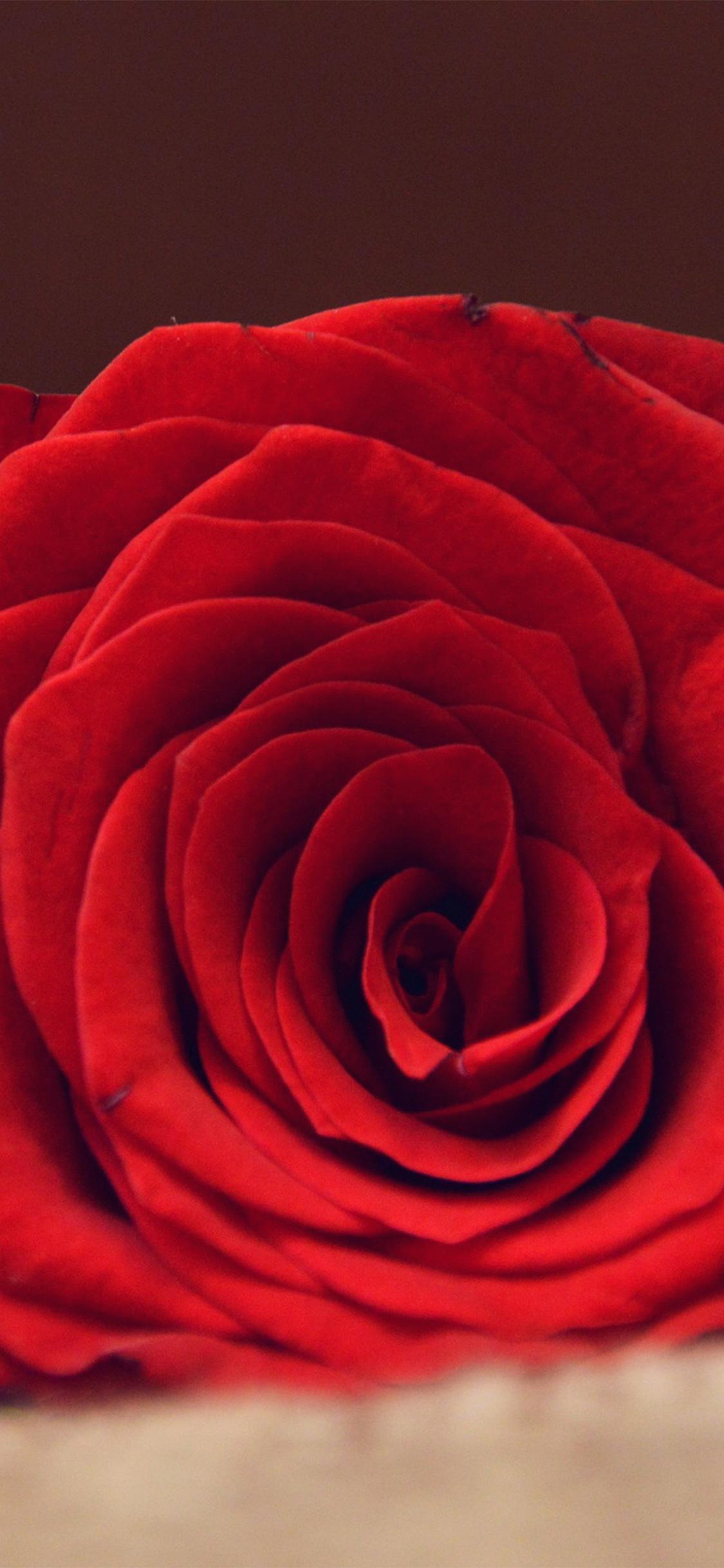 1125x2436 iPhone X wallpaper. rose flower red spring love