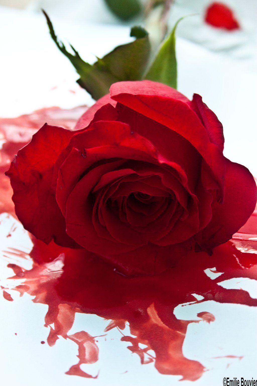 1024x1536 Black Bloody Roses Wallpaper