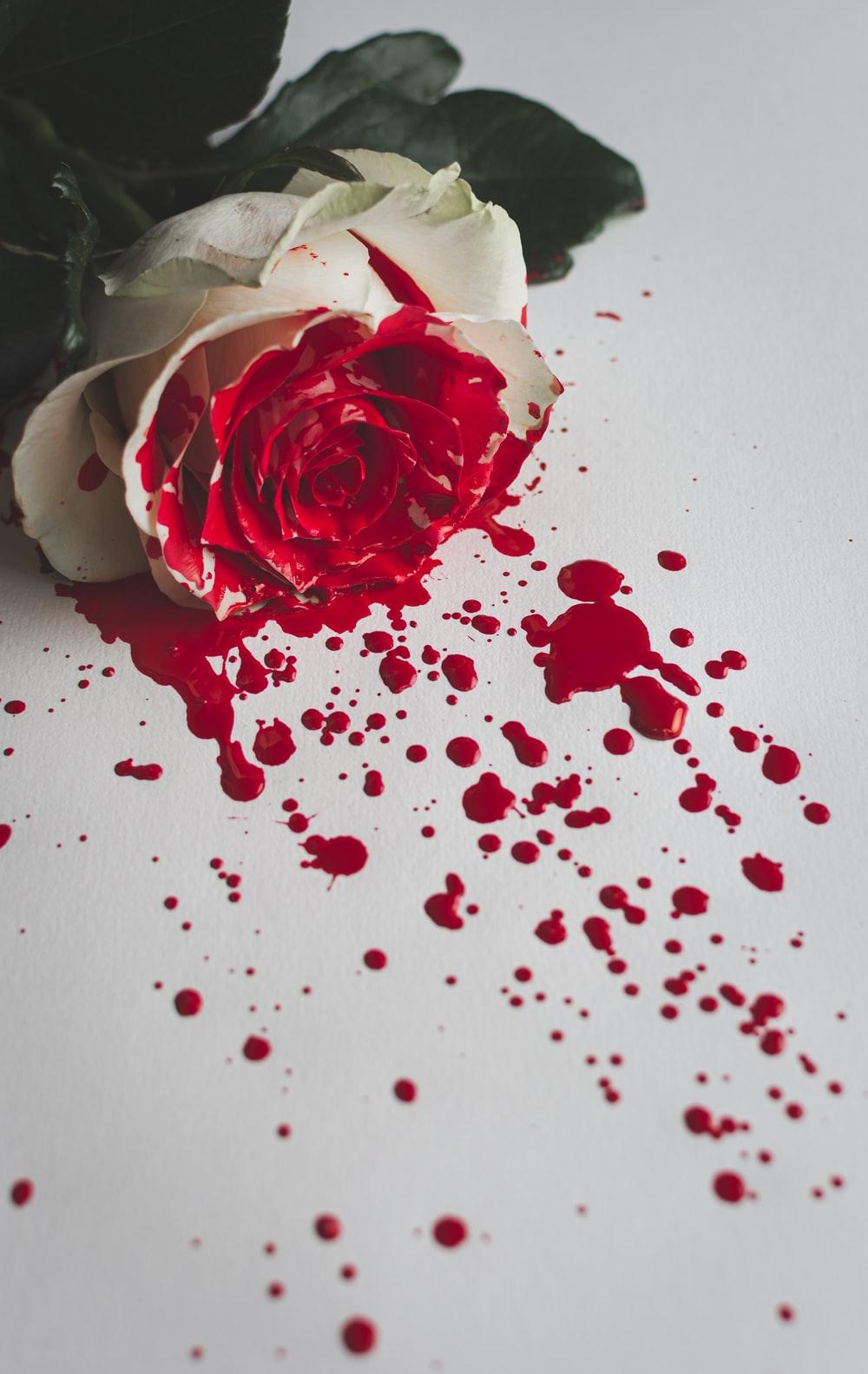 1000x1583 Red And White Rose Picture [HQ]. Download Free Image