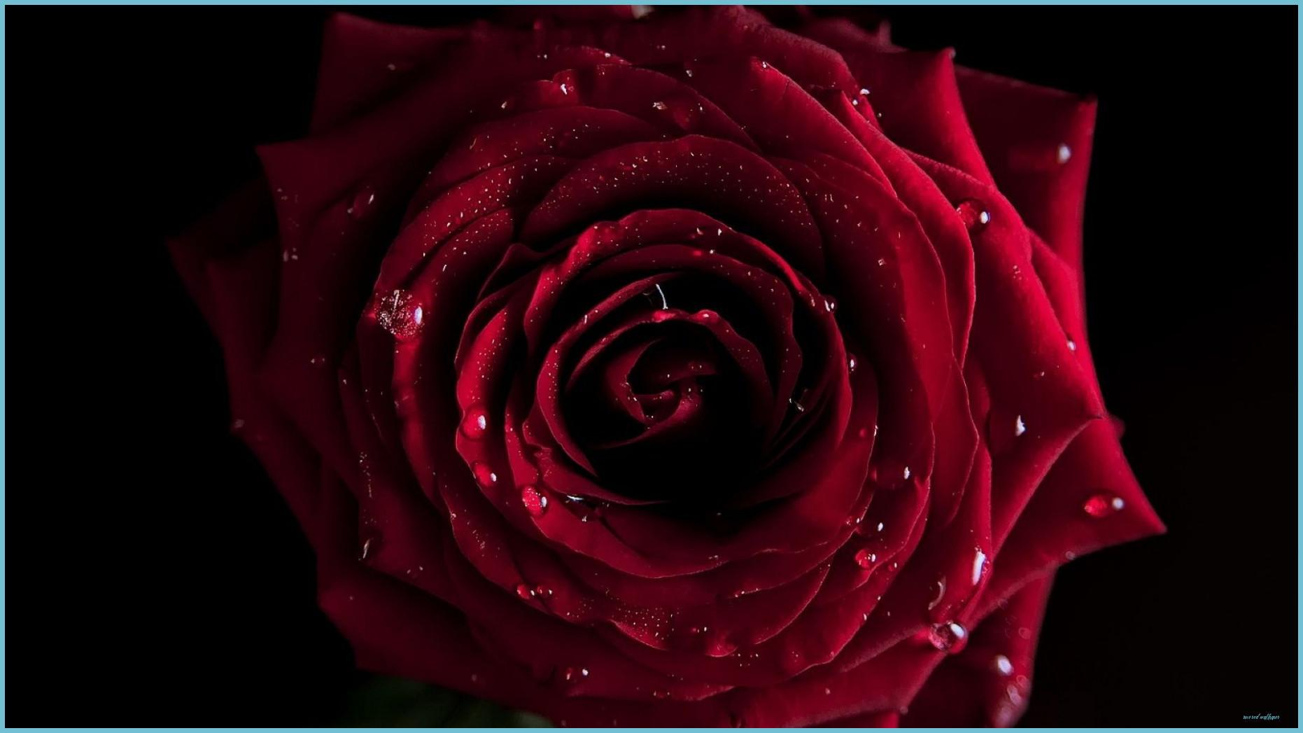 1862x1047 The 10 Common Stereotypes When It Comes To Rose Red Wallpaper. Rose Red Wallpaper