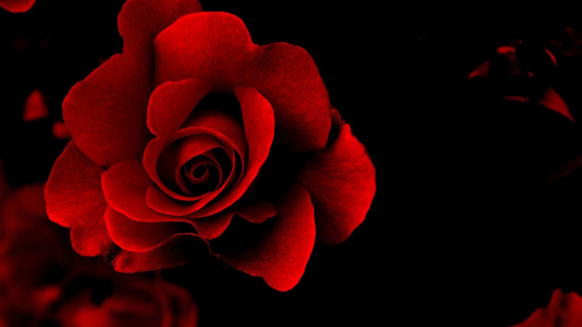 1920x1080 Aesthetic Dark Red Roses Background Wallpaper Portal
