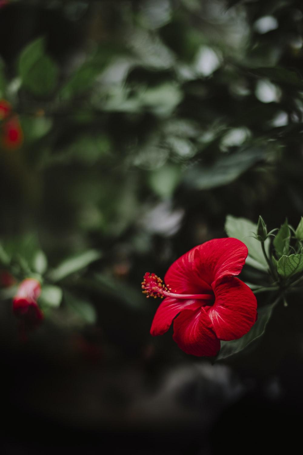 1000x1500 Red Flower Picture. Download Free Image