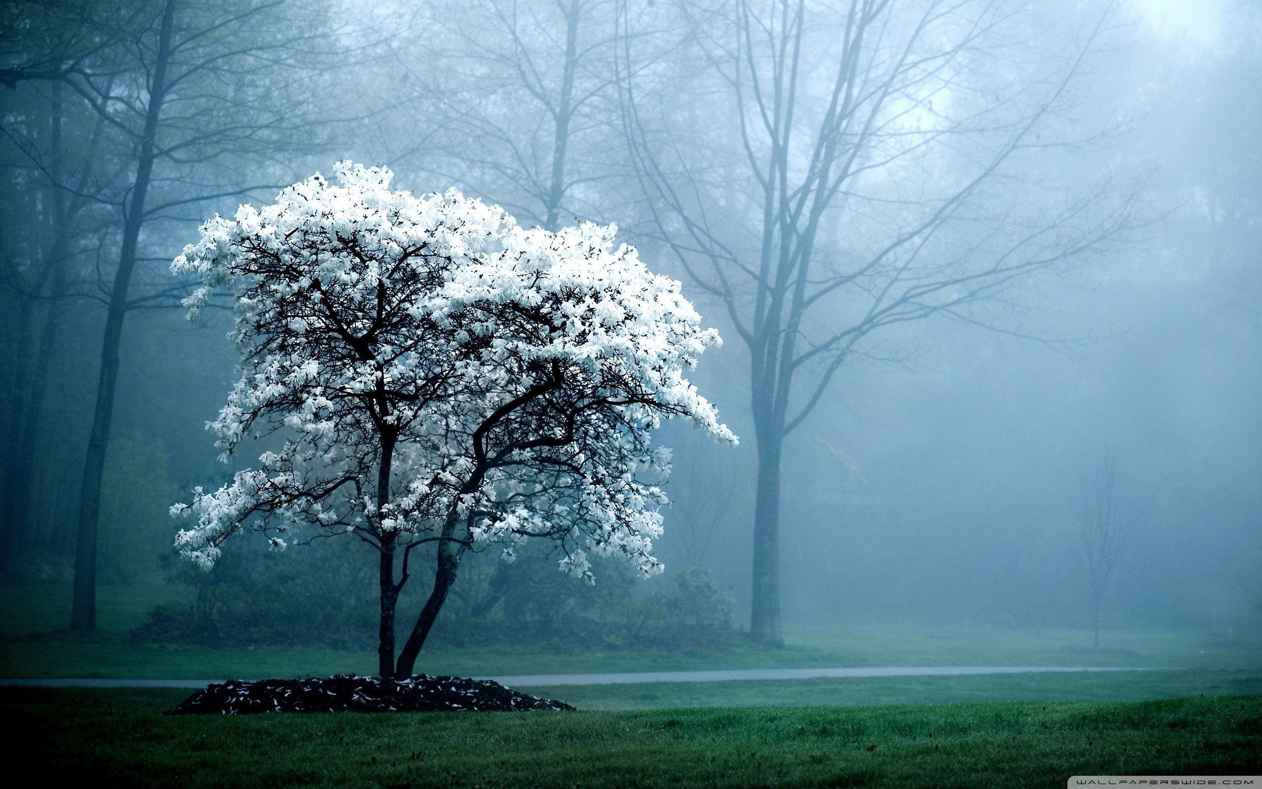 2560x1600 White Trees Wallpaper, HD White Trees Background