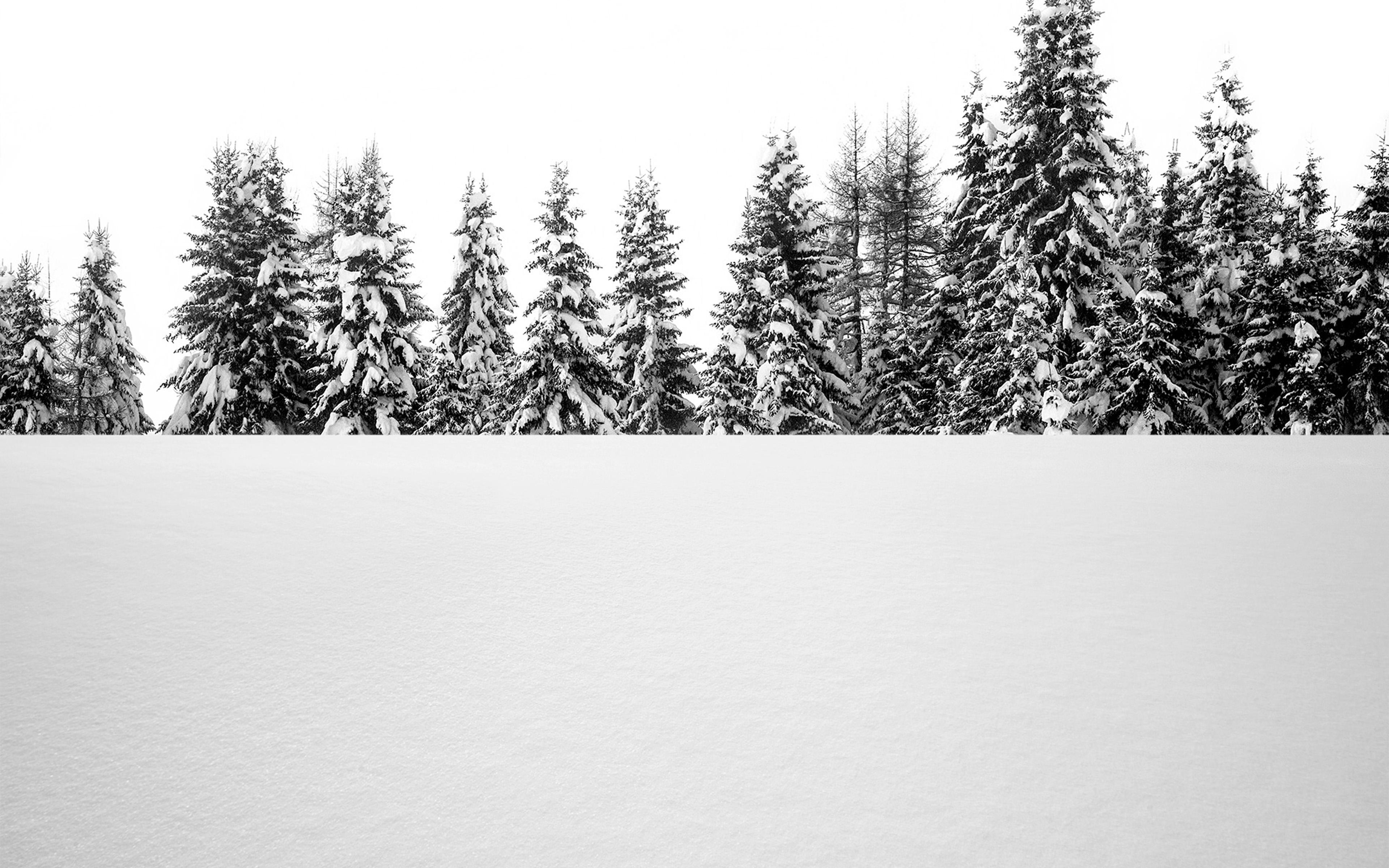 3840x2400 Snow Tree Winter White Nature Wallpaper