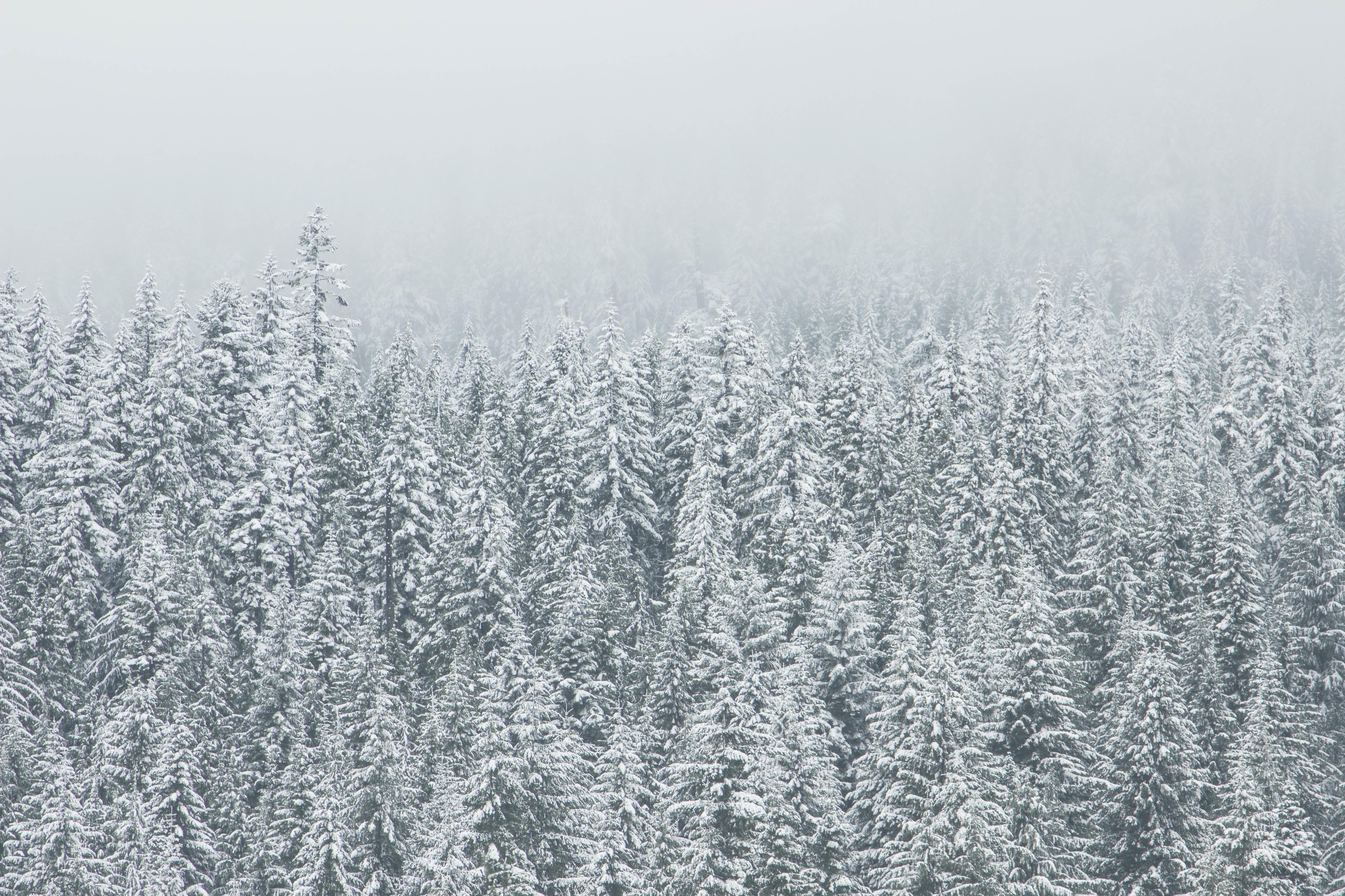 5184x3456 Free photo: White Snow Trees in winter creative image, Free image, Free photo