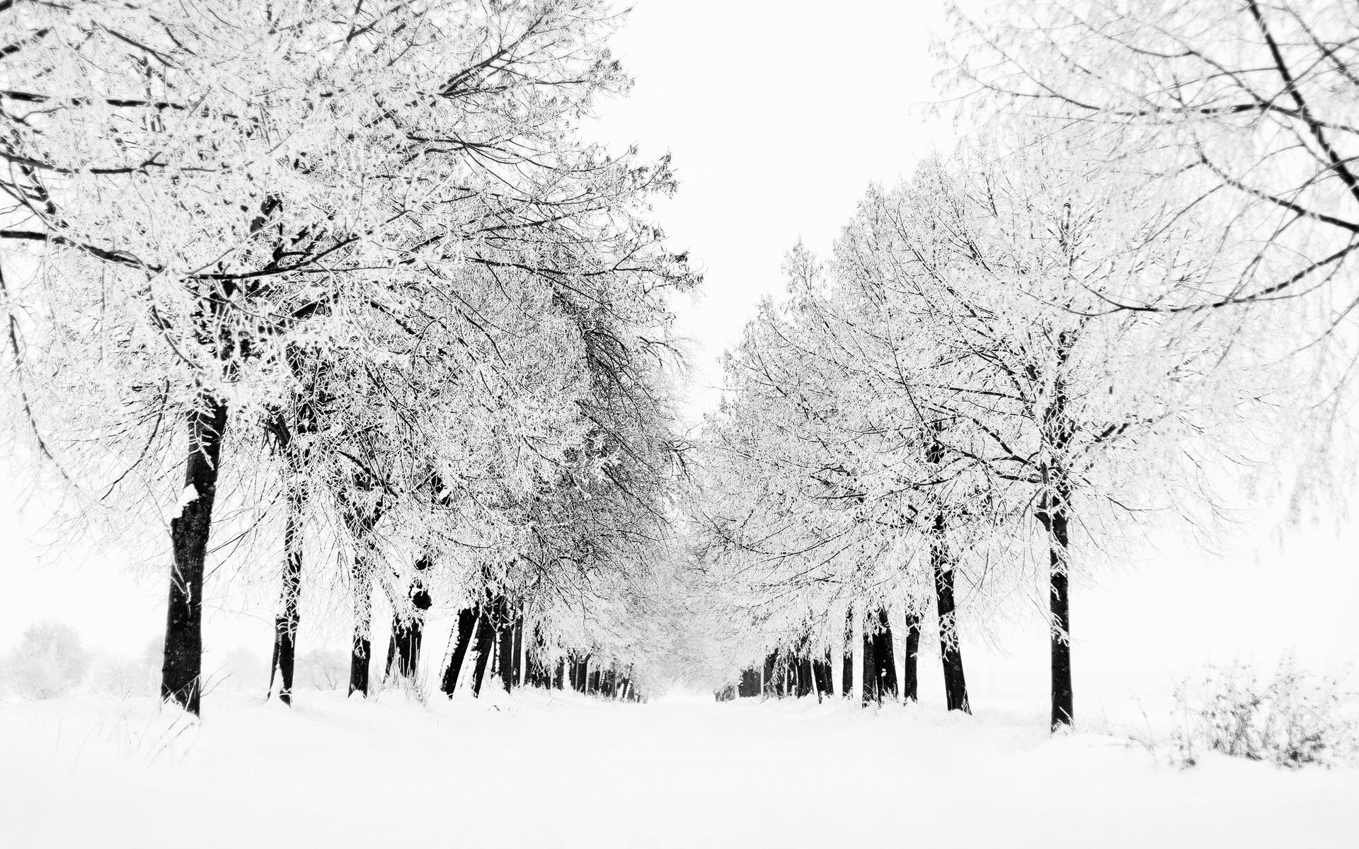 1920x1200 winter, Winter, Wallpaper, View, Snow, Blizzard, Trees, Nature, Tree Wallpaper HD / Desktop and Mobile Background